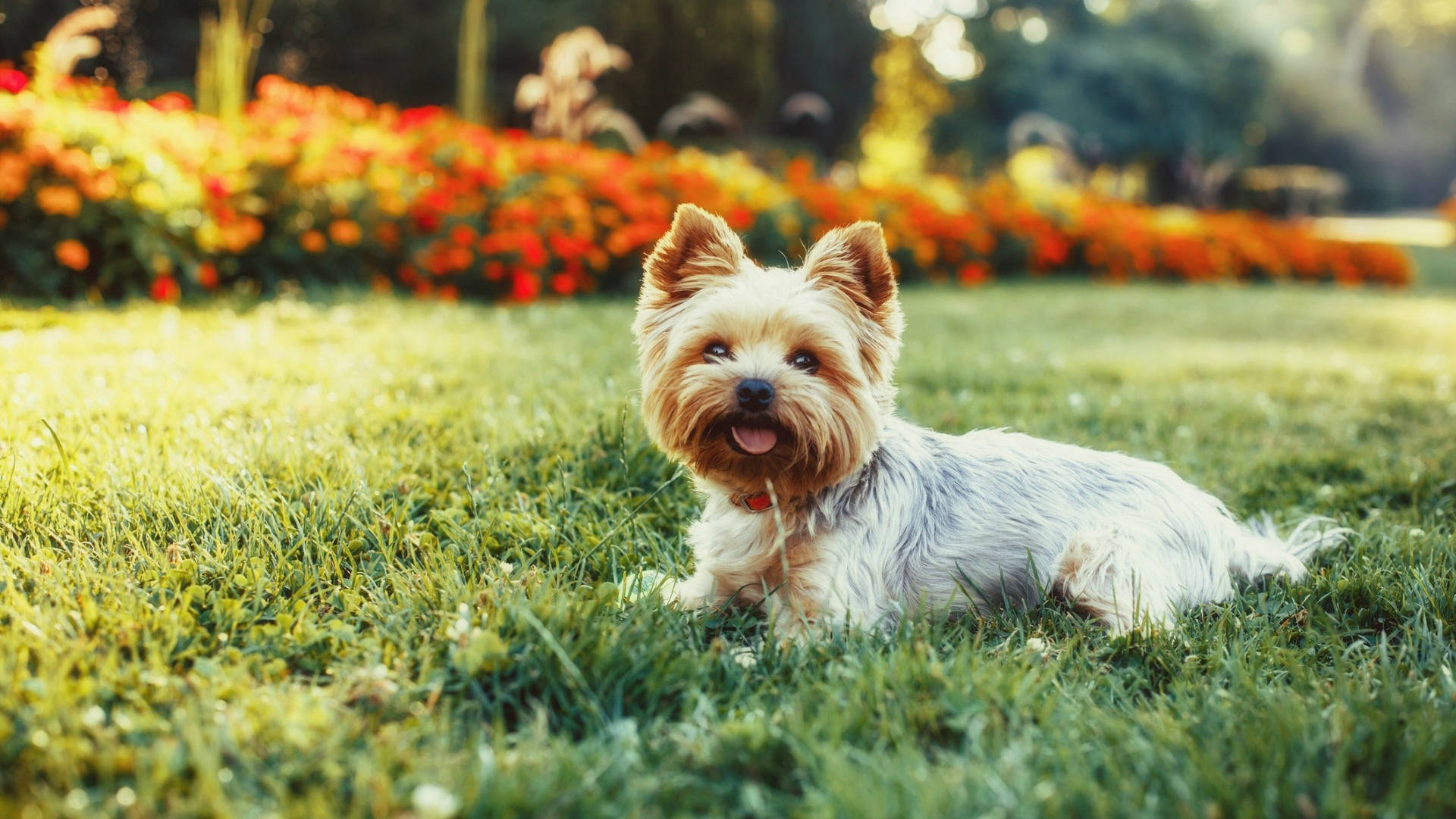 Terrier 桌布 壁紙 — 一隻毛茸茸的約克夏㹴幼犬快樂地躺在充滿活力的綠色草地上，身後是溫暖陽光下閃耀的彩色花壇。
