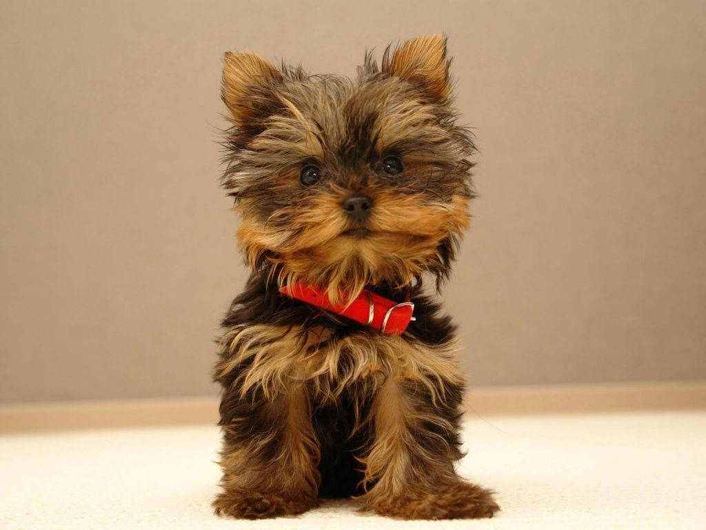 Cute Puppy 桌布 壁紙 — 一隻毛茸茸的約克夏㹴幼犬戴著紅色項圈，在淺色地毯上專注地坐著，背景是純色米色牆壁。