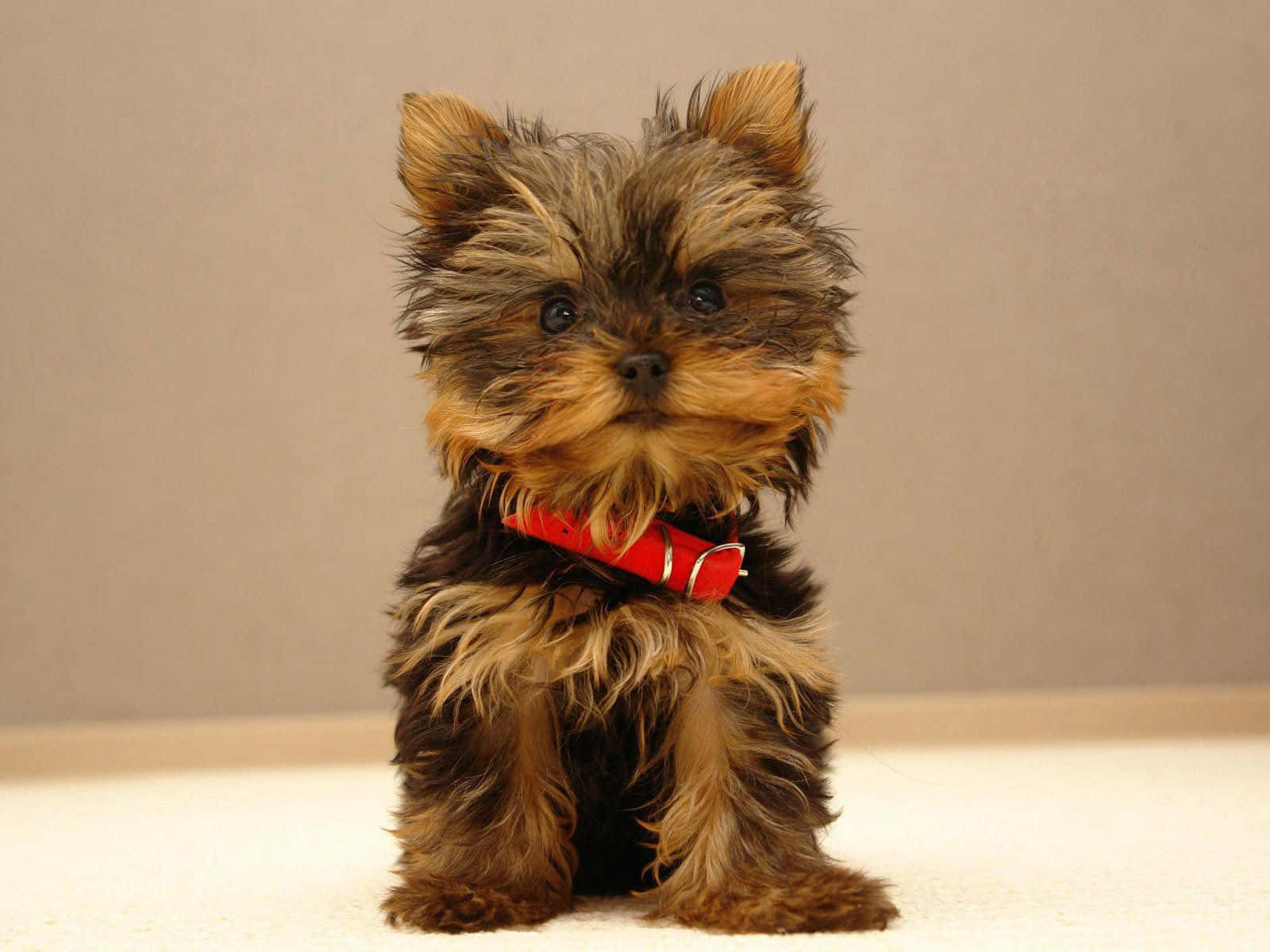 Teacup Yorkie 桌布 壁紙 — 一隻毛茸茸的約克夏㹴幼犬戴著紅色項圈，專注地坐在淺色地板上，背景是純米色牆壁。