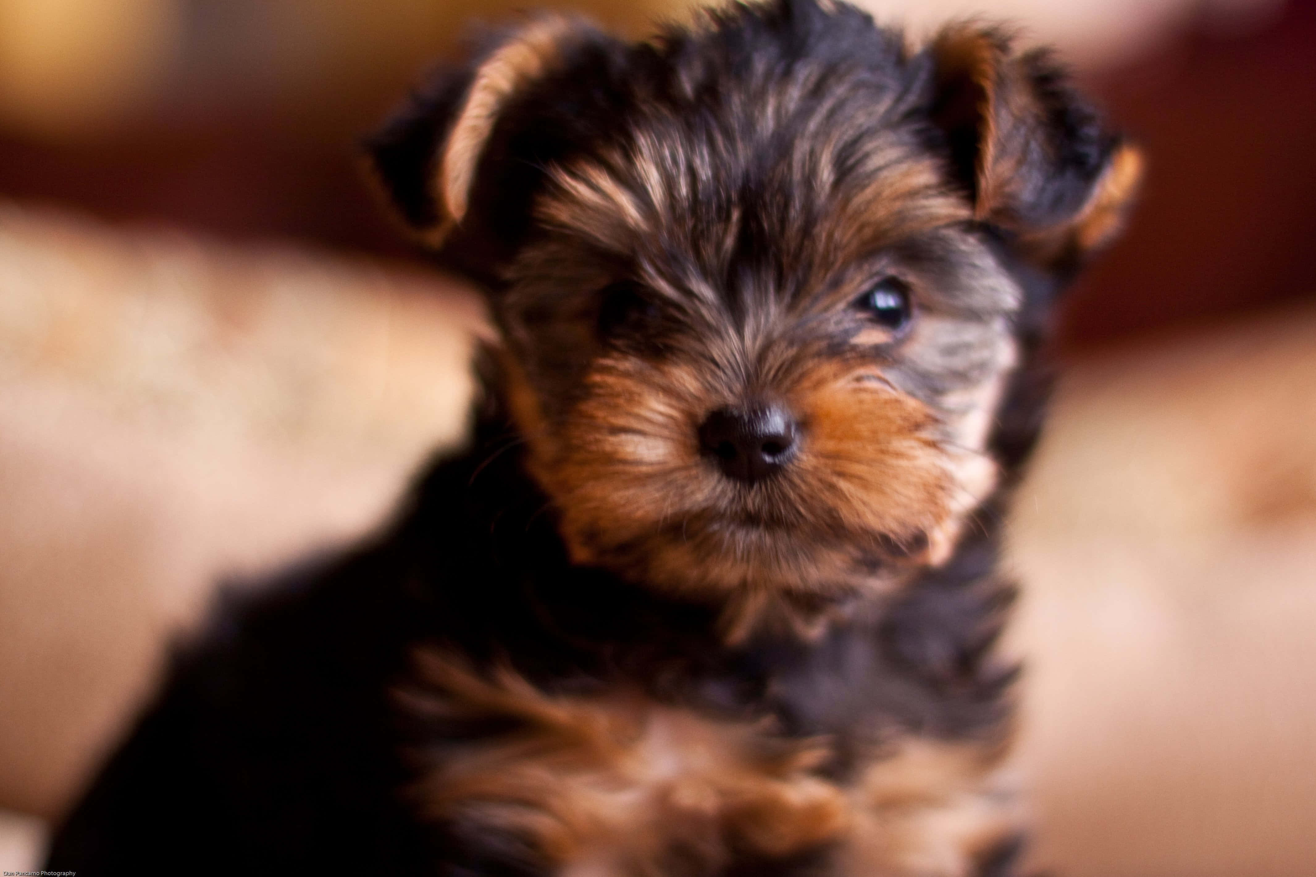 Teacup Yorkie 桌布 壁紙 — 一隻毛茸茸的約克夏㹴幼犬的特寫，深色眼睛和棕褐色斑紋直視鏡頭。