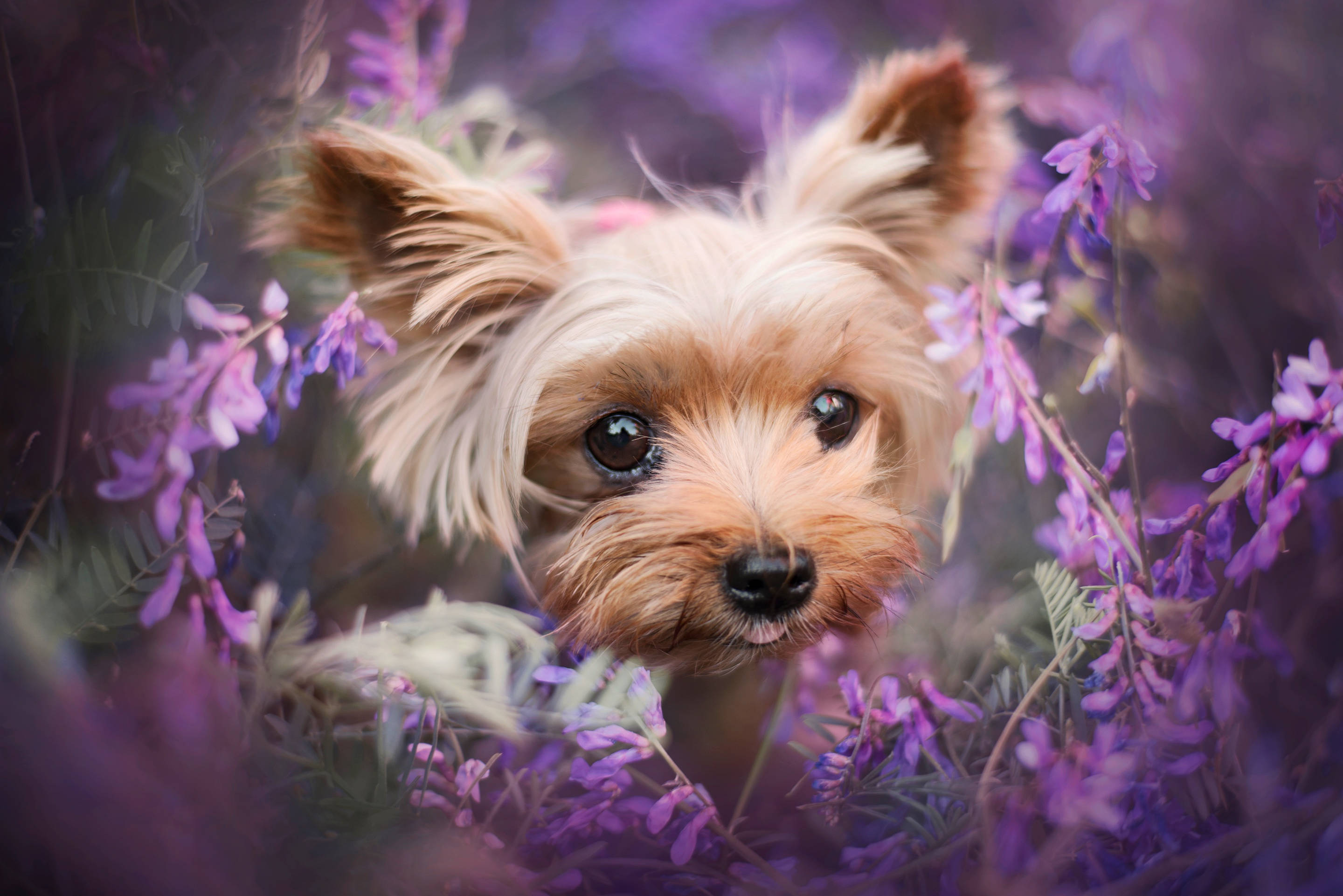 Terrier 桌布 壁紙 — 一隻毛茸茸的約克夏㹴幼犬透過一片充滿活力的紫色花田好奇地窺視，背景帶有柔和散景效果。