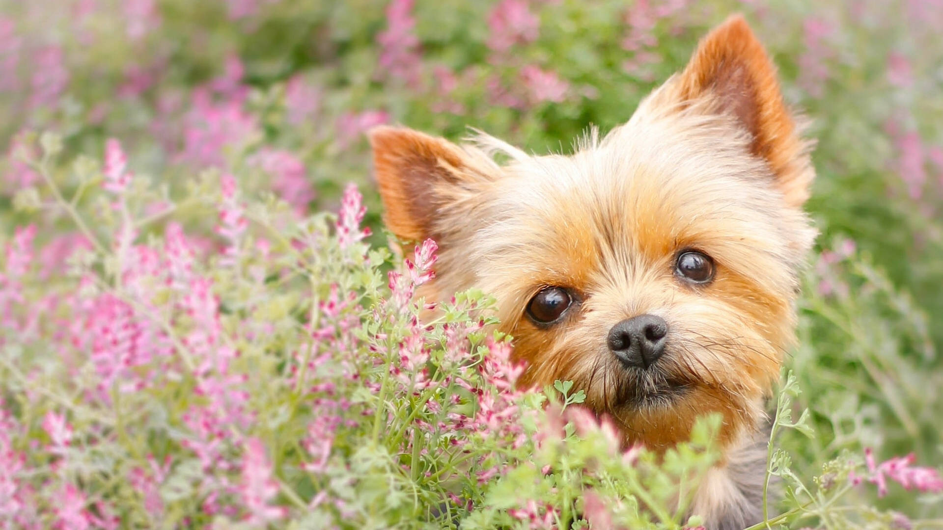 Terrier 桌布 壁紙 — 一隻毛茸茸的約克夏㹴從一片粉紅色開花植物後面好奇地探出頭來。