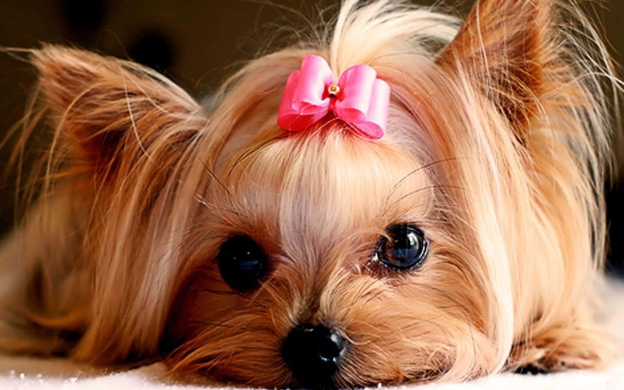 Cute Puppies 桌布 壁紙 — 一隻毛茸茸的約克夏㹴戴著亮粉紅色蝴蝶結，將頭靠在柔軟表面上的特寫。