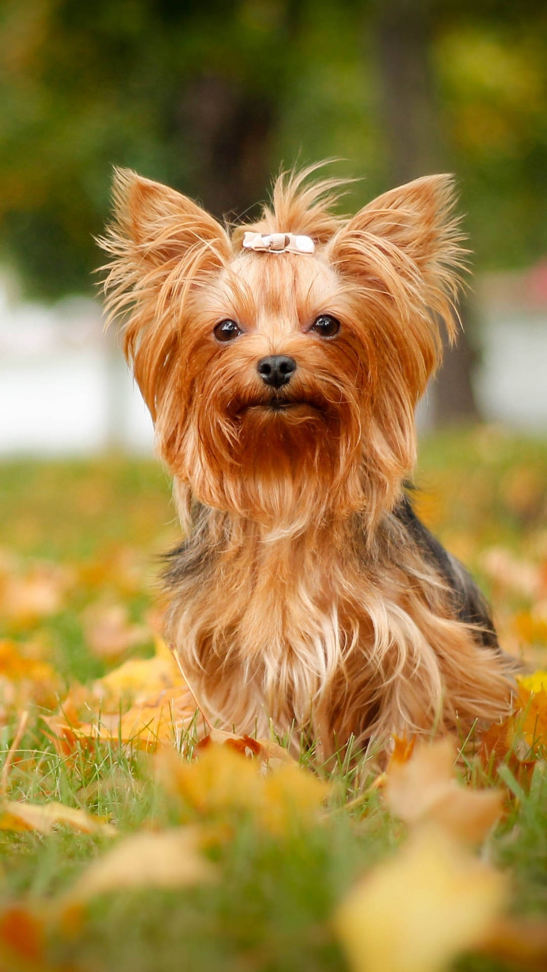 Terrier 桌布 壁紙 — 一隻毛茸茸的約克夏㹴戴著白色蝴蝶結，警覺地坐在散落著金色秋葉的草地上。