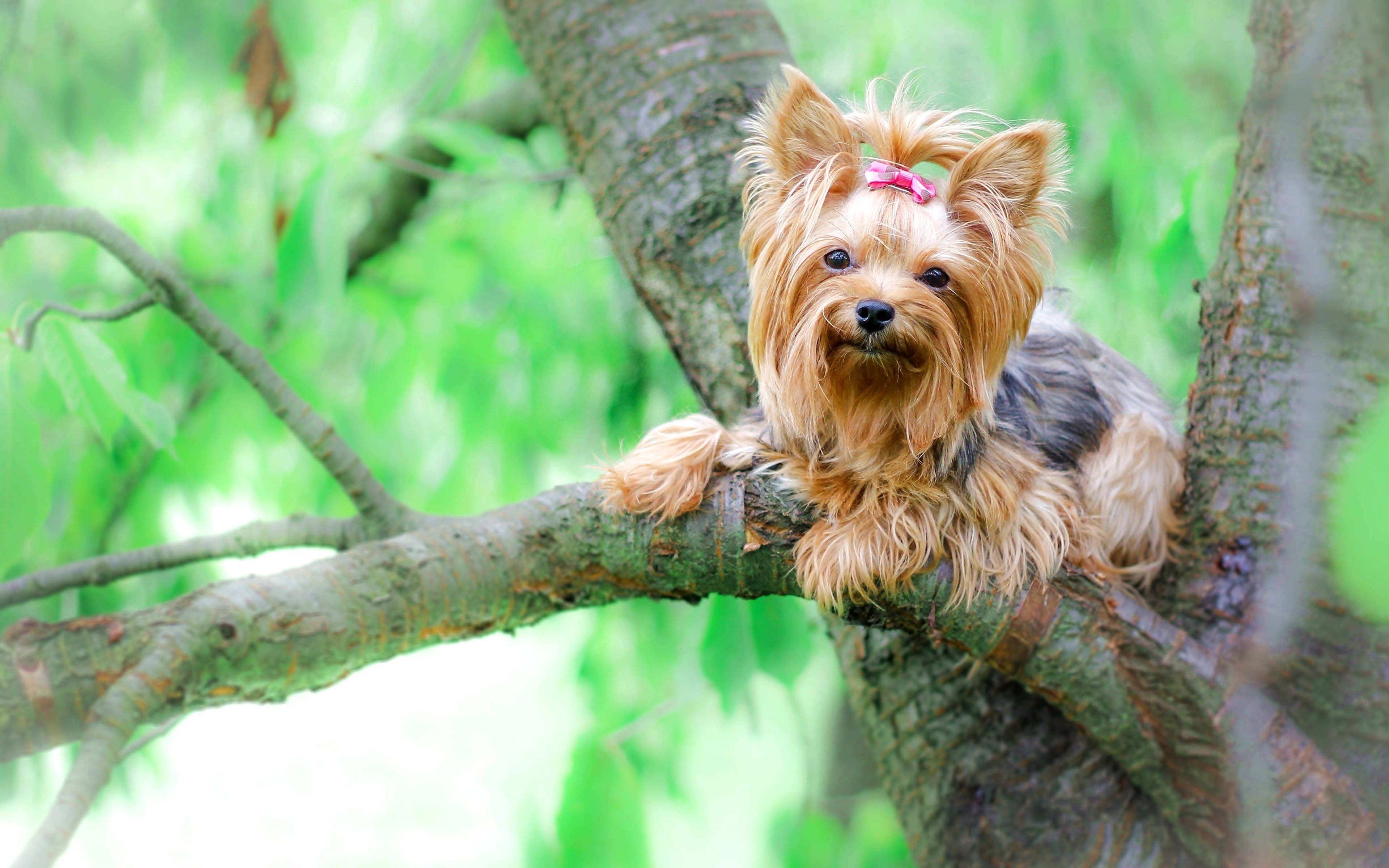 Terrier 桌布 壁紙 — 一隻毛茸茸的約克夏㹴戴著粉紅色蝴蝶結，警覺地棲息在樹枝上，周圍是茂密的綠色樹葉。