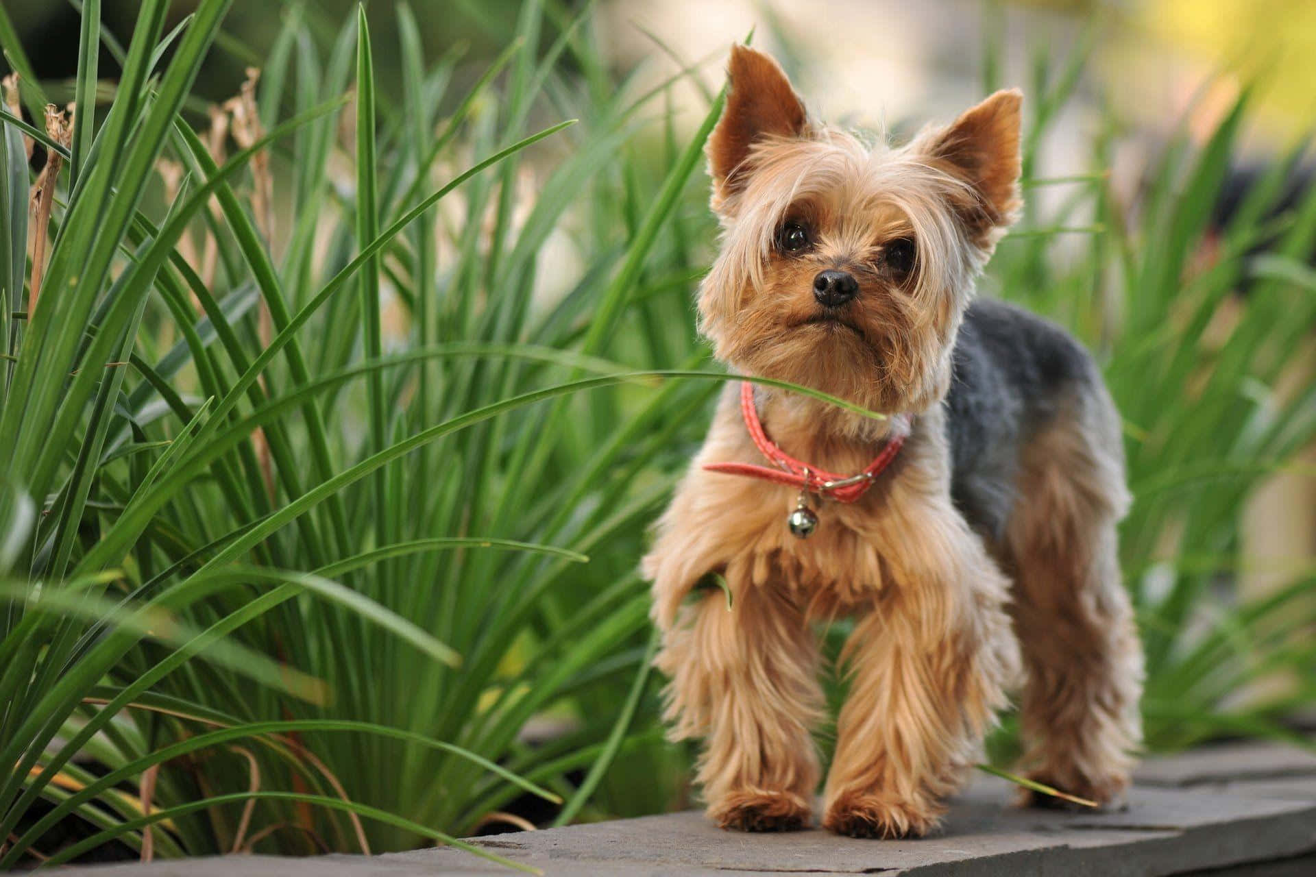 yorkie 桌布 壁紙 — 一隻毛茸茸的約克夏㹴戴著紅色項圈，警覺地站在被高綠色草包圍的石徑上。