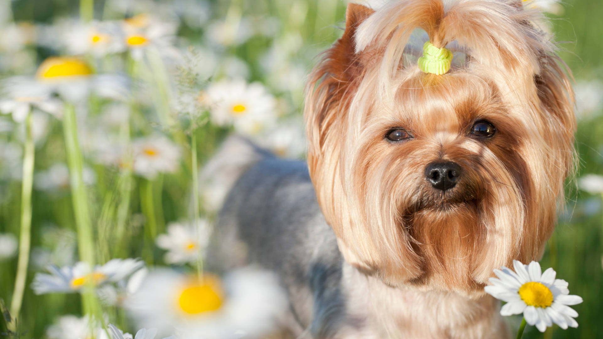 Terrier 桌布 壁紙 — 一隻毛茸茸的約克夏㹴戴著綠色蝴蝶結，在陽光明媚的白色雛菊田中向前凝視。