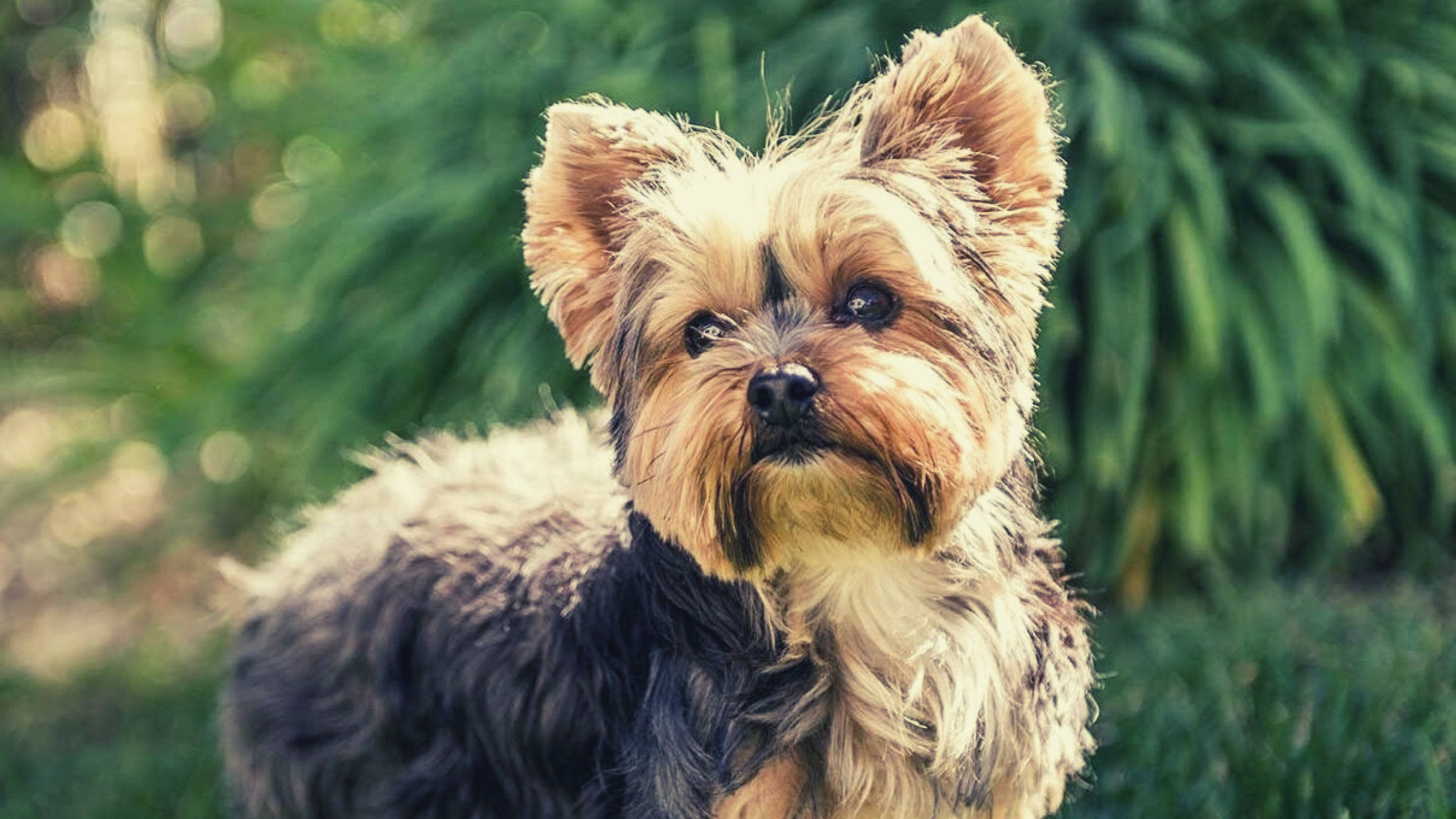 Terrier 桌布 壁紙 — 一隻毛茸茸的約克夏㹴特寫，眼神充滿表情，站在陽光普照的草地上，背後是模糊的綠色樹葉。