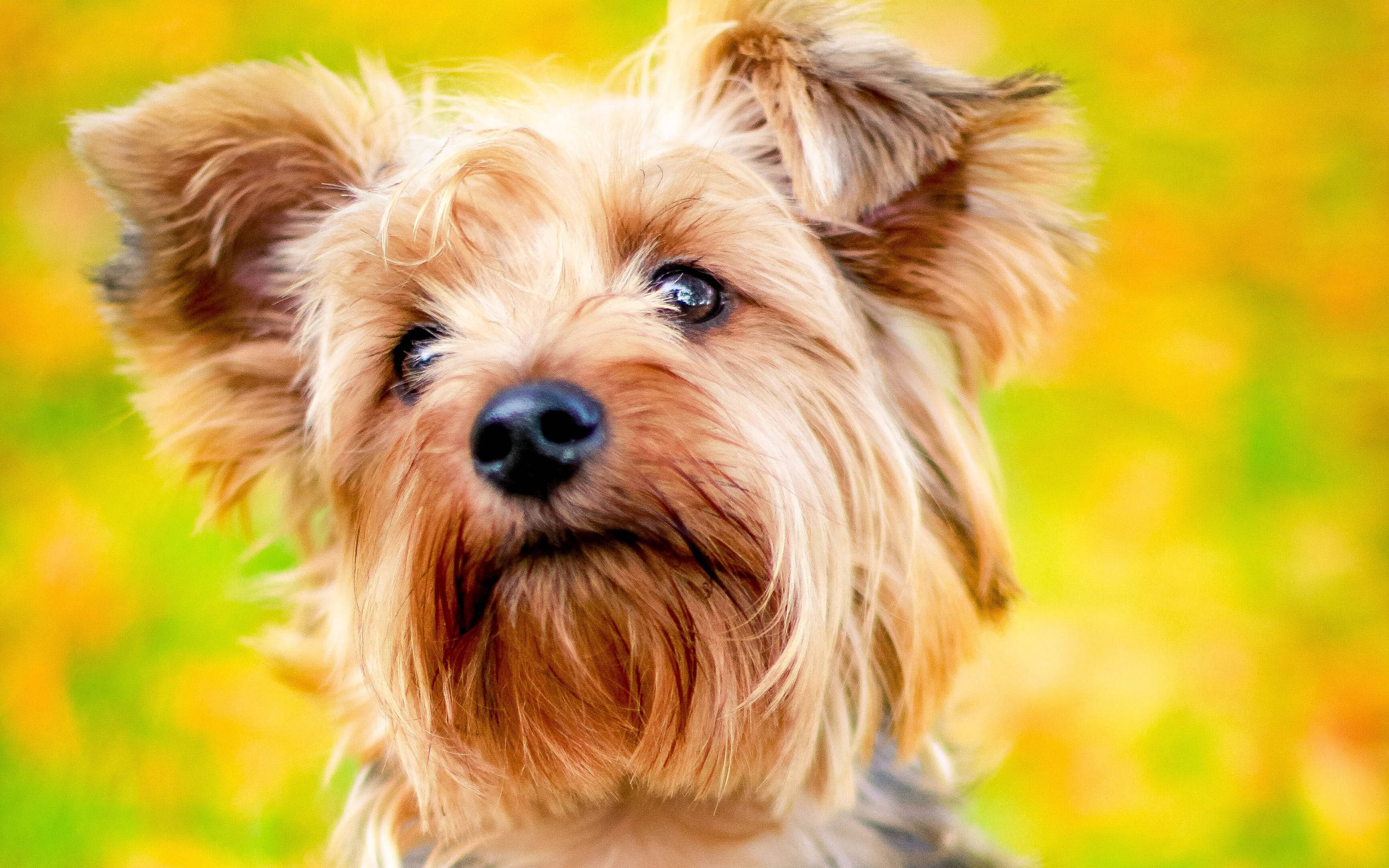 yorkie 桌布 壁紙 — 一隻毛茸茸的約克夏㹴的特寫，牠明亮的眼睛向前凝視，背景是鮮豔的黃色和綠色模糊效果。