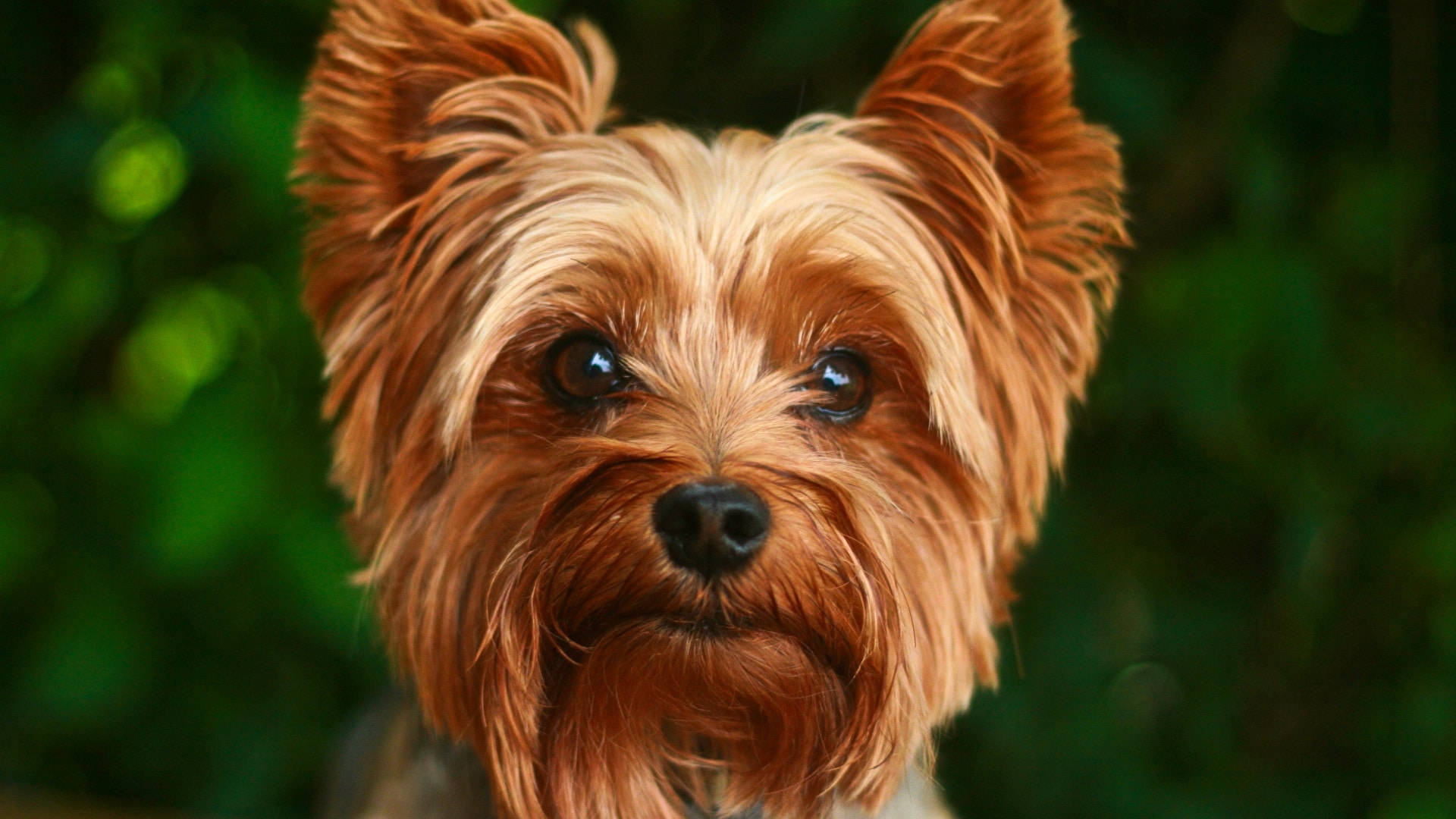 Terrier 桌布 壁紙 — 一隻毛茸茸的約克夏㹴的近距離特寫，眼睛明亮，毛色金啡，背景是模糊的綠色。