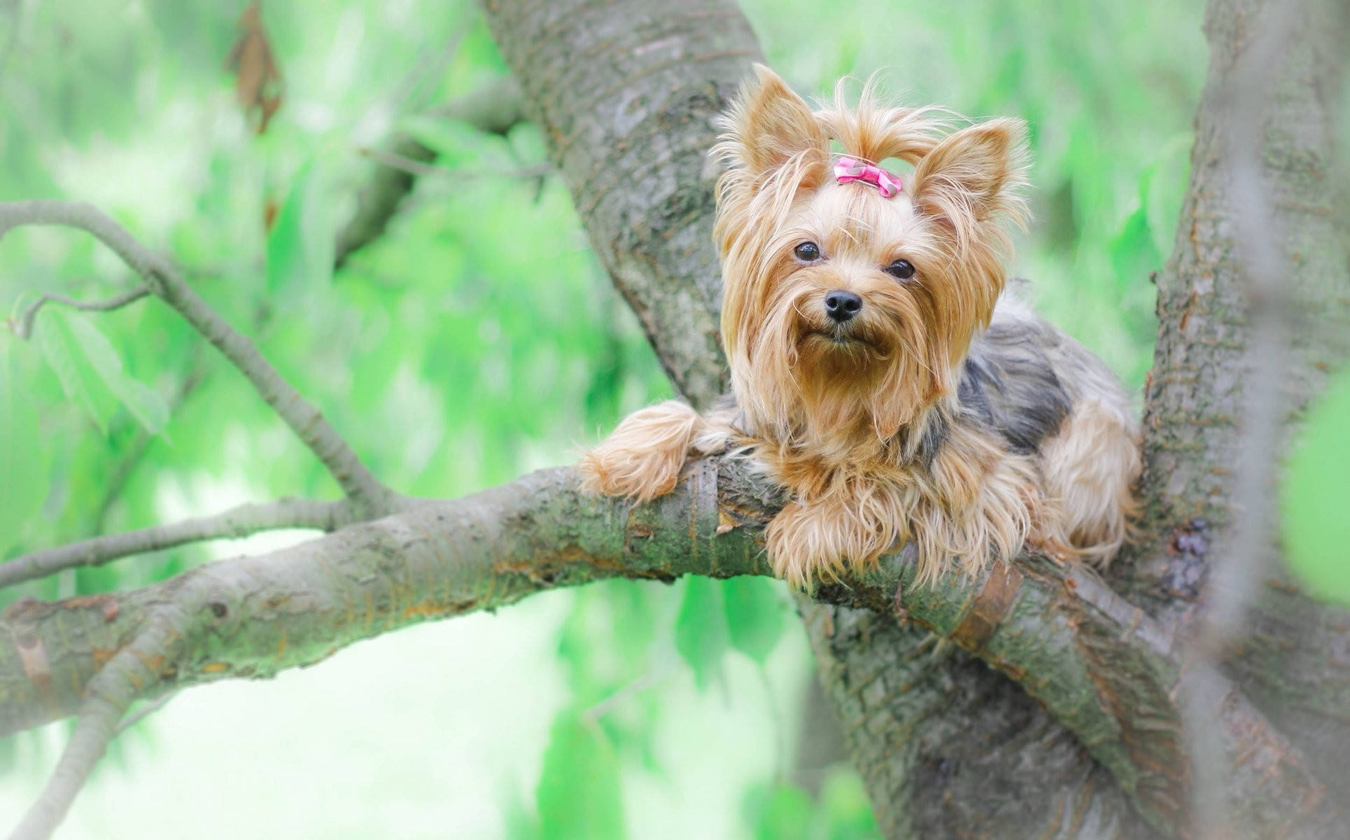 yorkie 桌布 壁紙 — 一隻毛茸茸的約克夏㹴繫著粉紅色蝴蝶結，好奇地棲息在樹枝上，周圍是茂密的綠葉。
