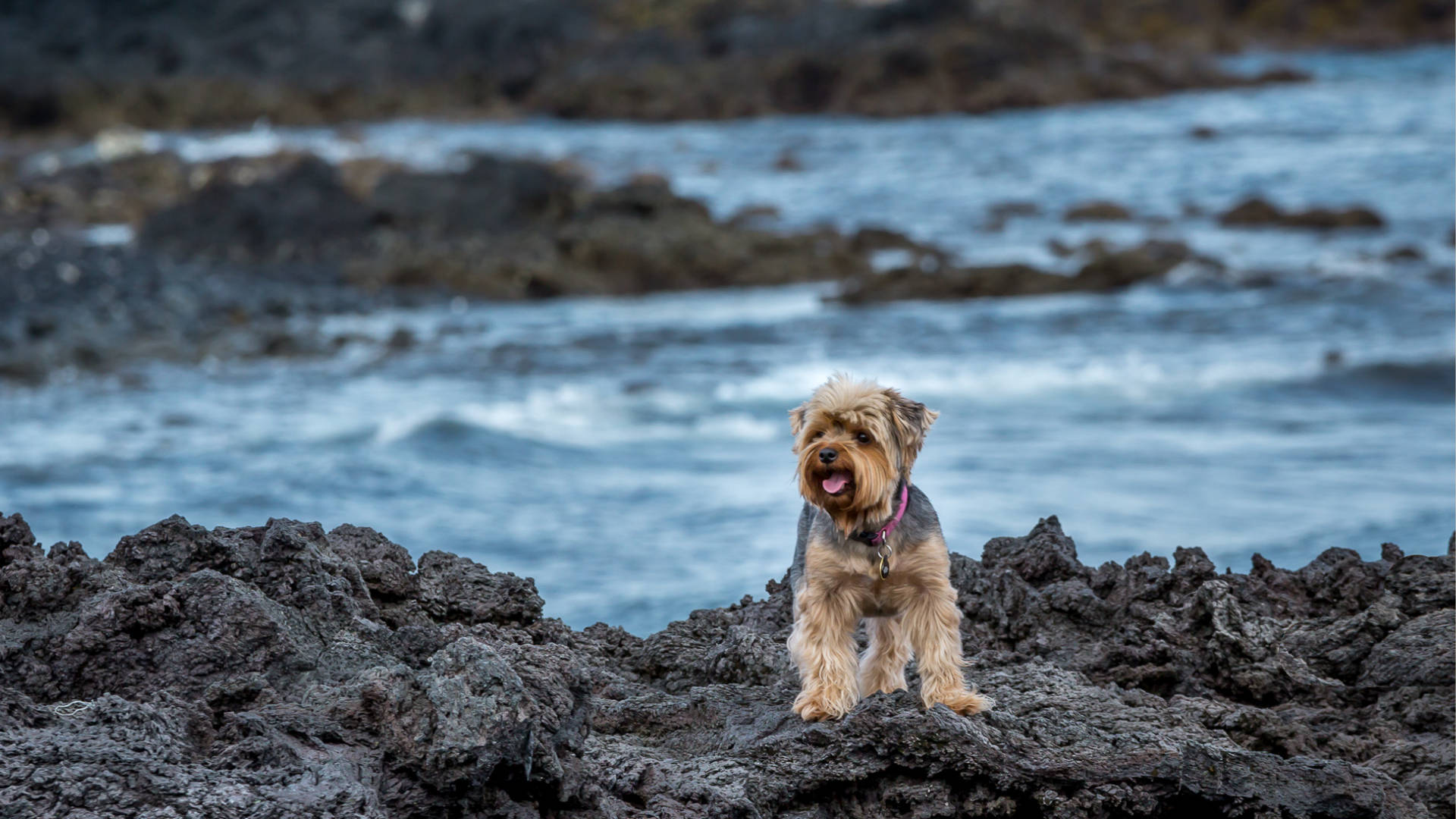 Terrier 桌布 壁紙 — 一隻毛茸茸的約克夏㹴警覺地站在深色火山岩上，背後海浪拍打。