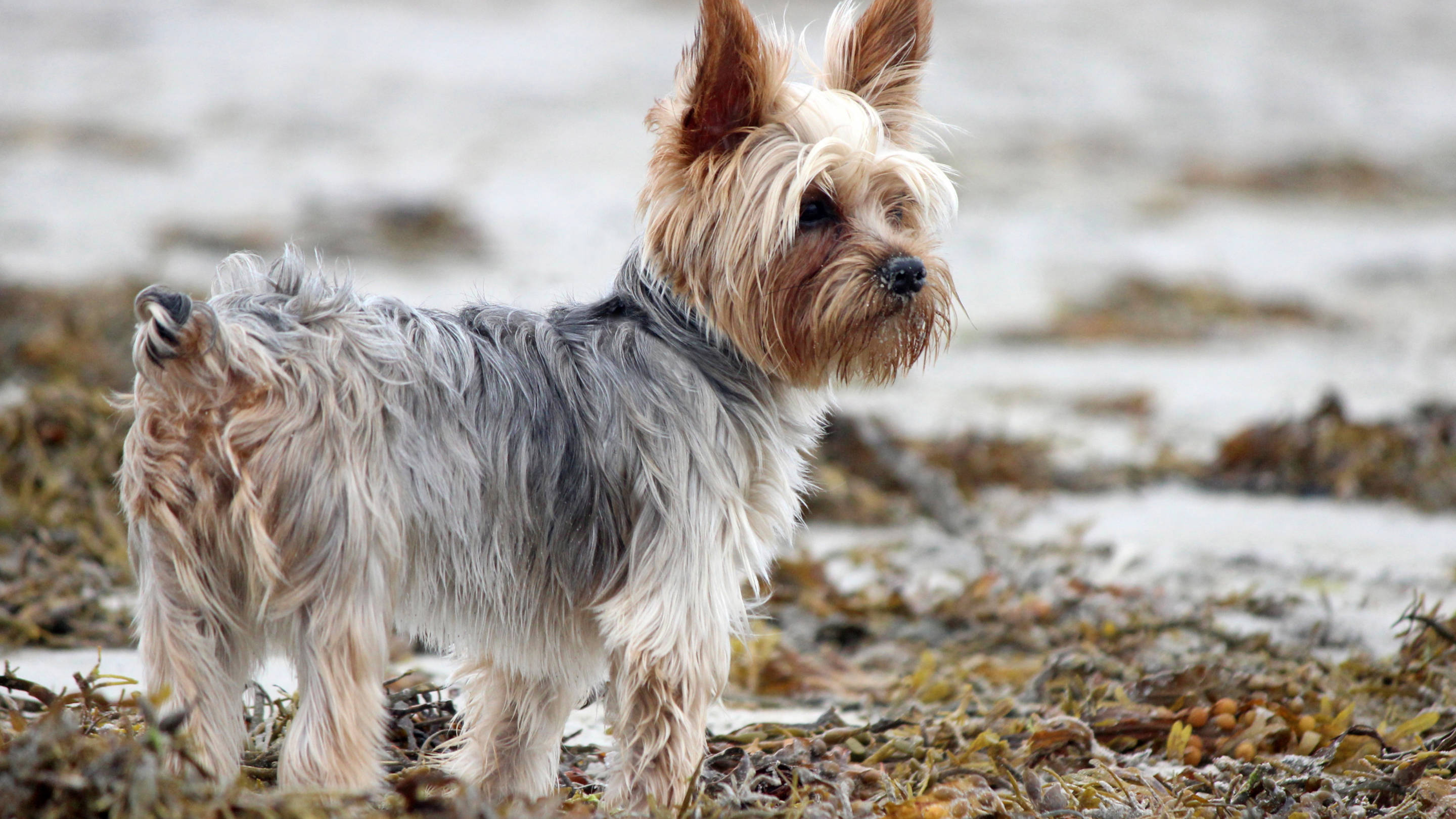 Terrier 桌布 壁紙 — 一隻毛茸茸的約克夏㹴警覺地站在濕漉漉、佈滿海藻的海灘上，背景是模糊的海洋。