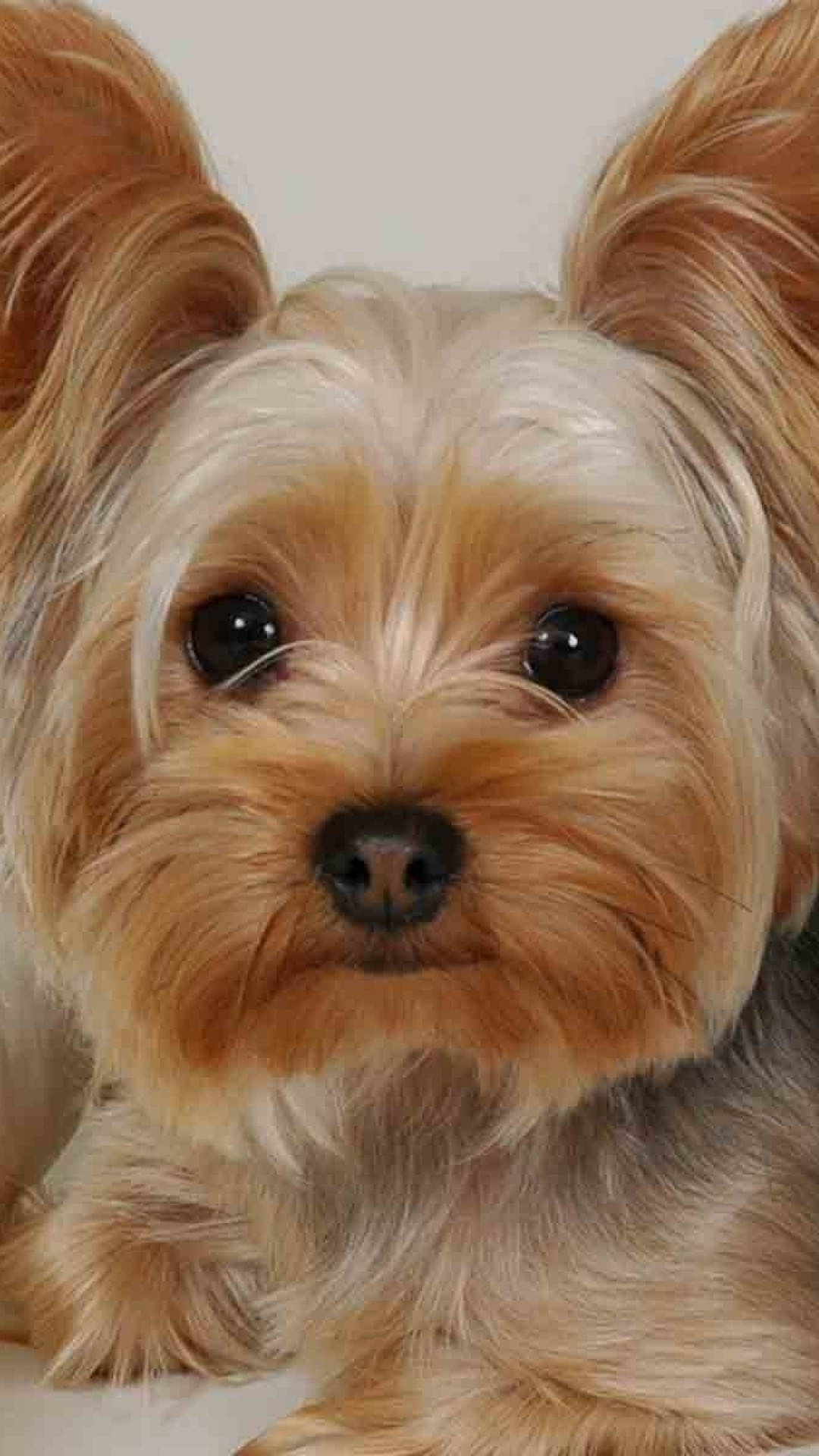 Terrier 桌布 壁紙 — 一隻毛茸茸的約克夏㹴近距離特寫，有著大大的深色眼睛和豎起的耳朵，直視鏡頭。