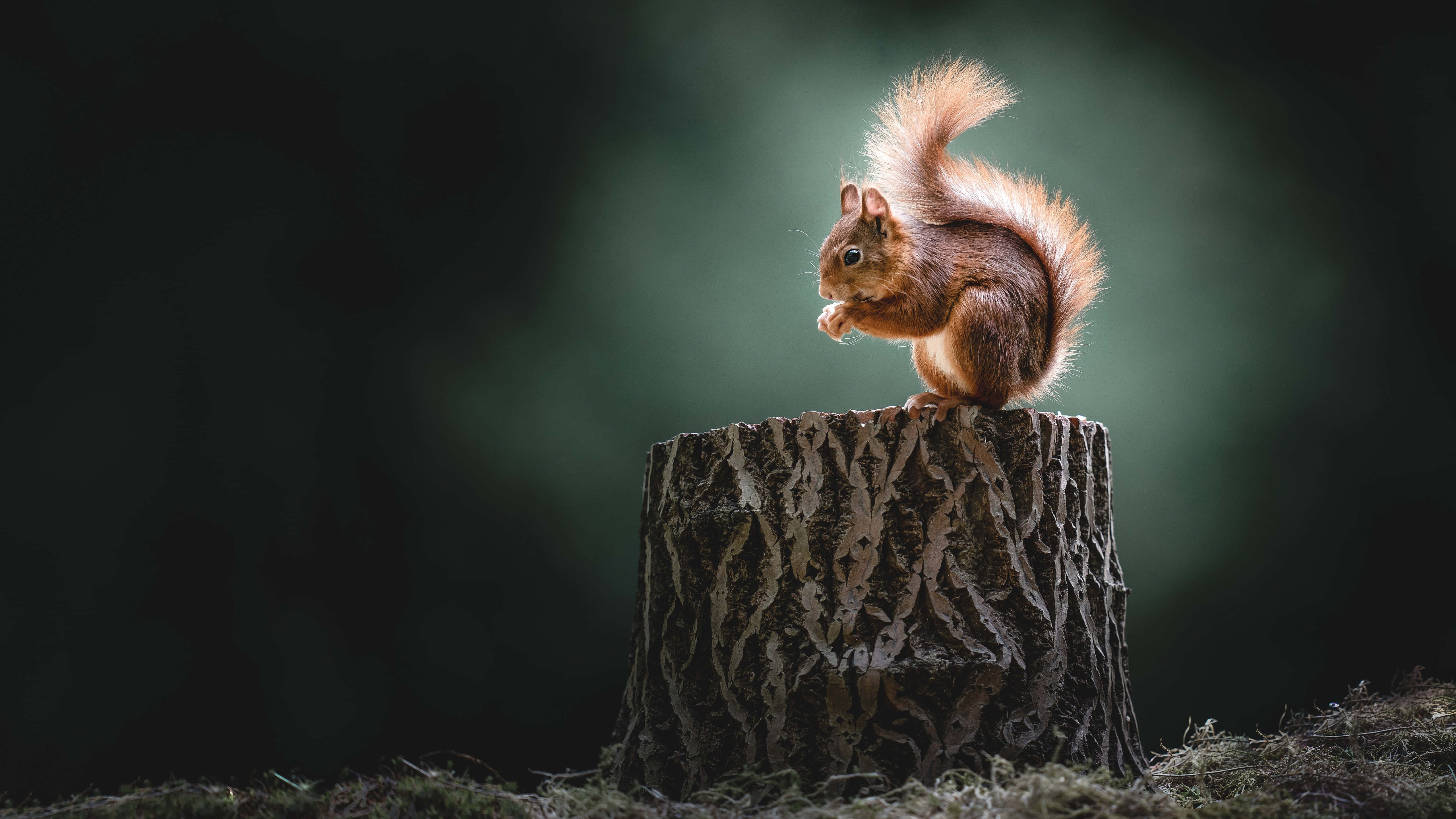 Really Cute Animal 桌布 壁紙 — 一隻毛茸茸的紅松鼠棲息在長滿苔蘚的樹樁上，在黑暗模糊的森林背景下啃著堅果。
