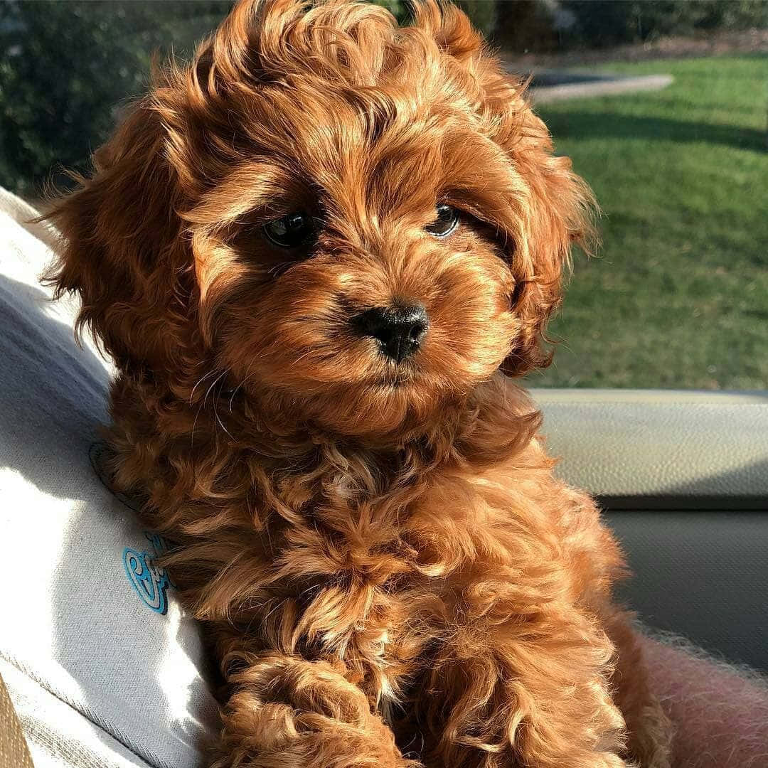 Adorable Puppy 桌布 壁紙 — 一隻毛茸茸的紅棕色小狗，有著大大的黑色眼睛，坐在汽車座椅上直視鏡頭。