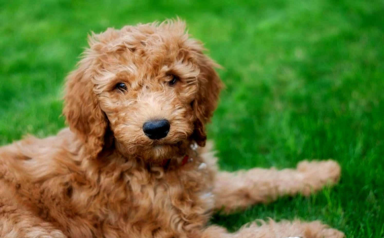 Goldendoodle 桌布 壁紙 — 一隻毛茸茸的紅棕色小狗，有著大大的黑色眼睛，放鬆地躺在鮮綠色的草地上，溫柔地看著鏡頭。