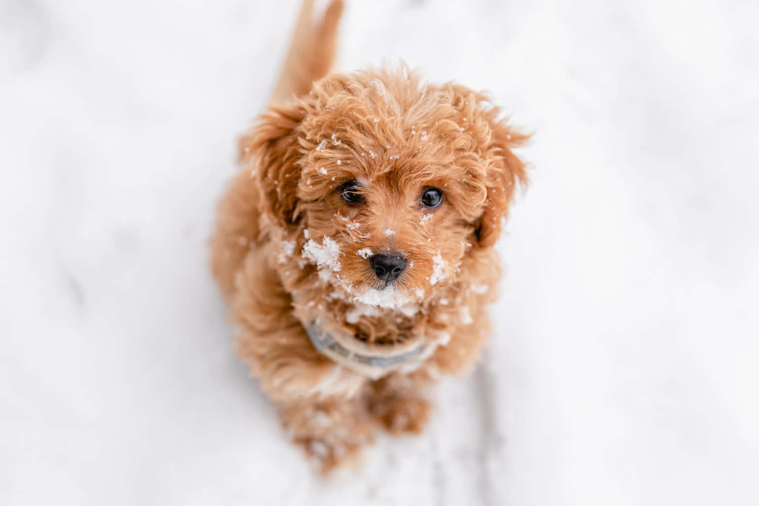puppy dog eyes 桌布 壁紙 — 一隻毛茸茸的紅棕色小狗，臉上沾著雪花，從雪地上抬頭看。