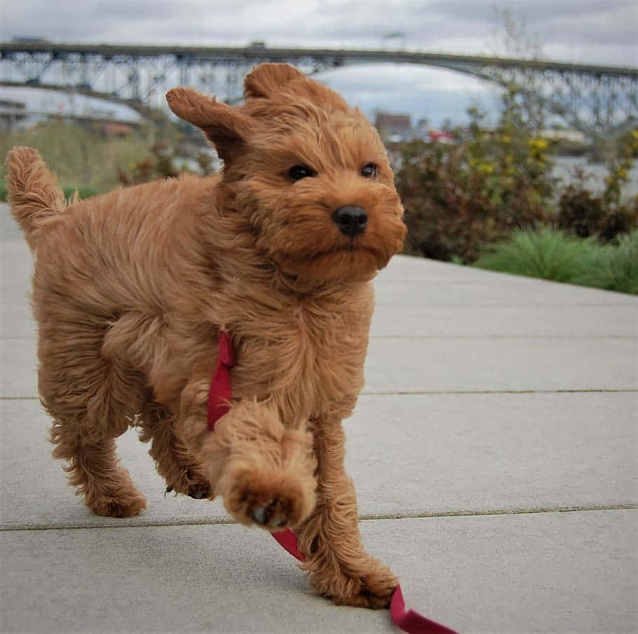 Labradoodle 桌布 壁紙 — 一隻毛茸茸的紅棕色小狗精力充沛地在鋪砌的小路上奔跑，身後拖著一條紅色牽引繩。