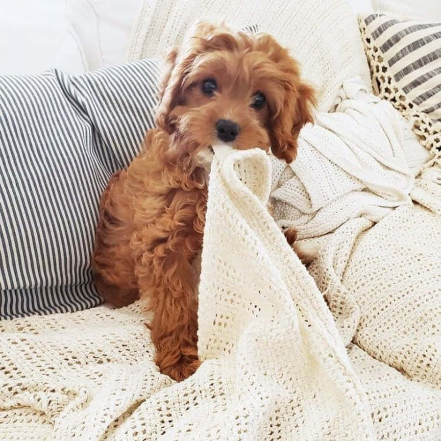 Adorable Puppy 桌布 壁紙 — 一隻毛茸茸的紅棕色小狗舒適地坐在奶油色針織毯上，輕輕咬著邊緣，周圍是條紋枕頭。