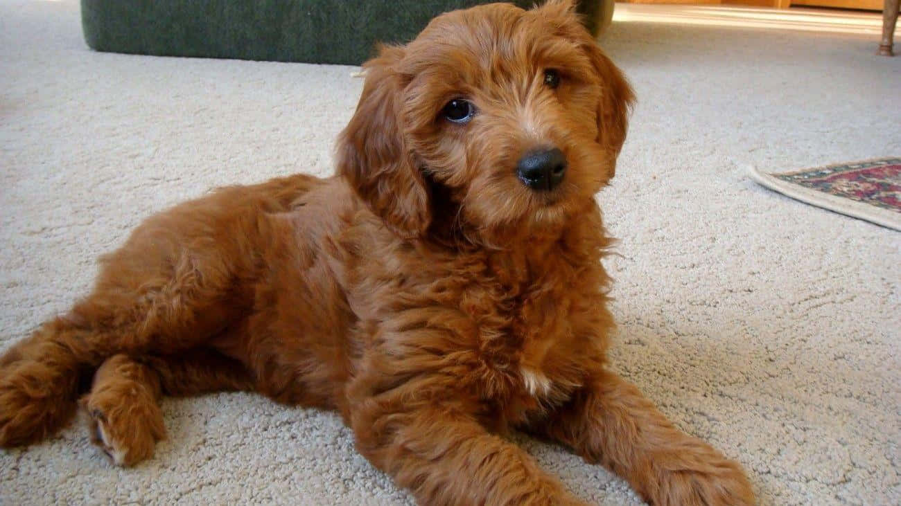 Goldendoodle 桌布 壁紙 — 一隻毛茸茸的紅棕色小狗躺在淺米色地毯上，用大大的黑眼睛直視鏡頭。