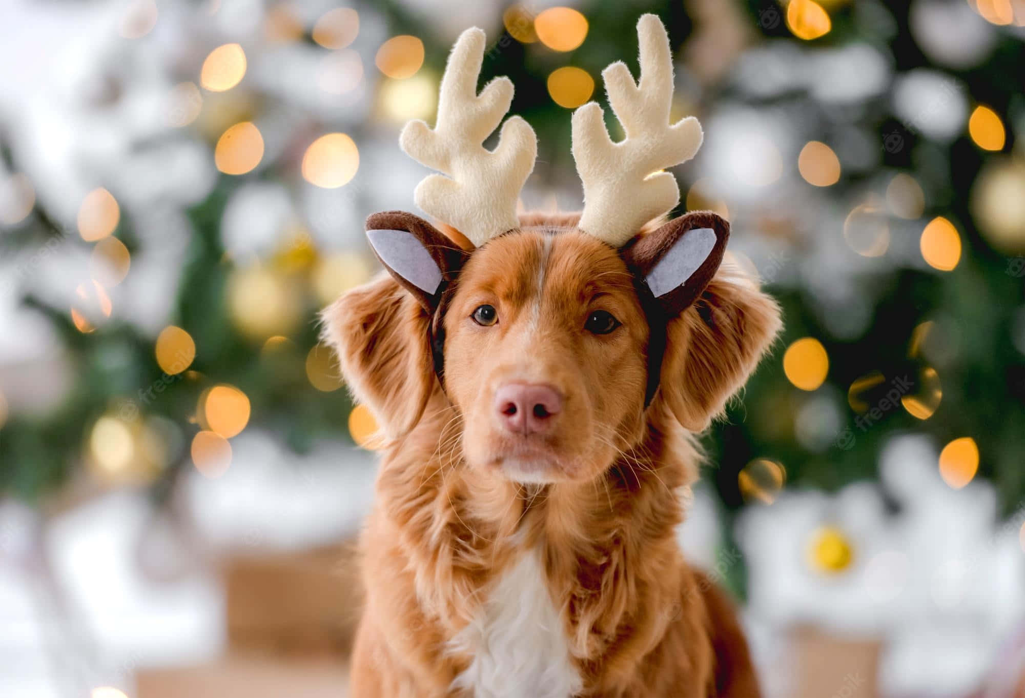 Christmas Dog 桌布 壁紙 — 一隻毛茸茸的紅棕色狗戴著馴鹿角頭帶，背景是節日氣氛的散景，有發光的燈光和綠色植物。