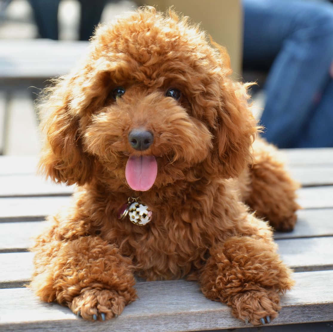 狗 桌布 壁紙 — 一隻毛茸茸的紅棕色貴賓犬幼犬伸出舌頭，開心地坐在戶外的木長椅上。