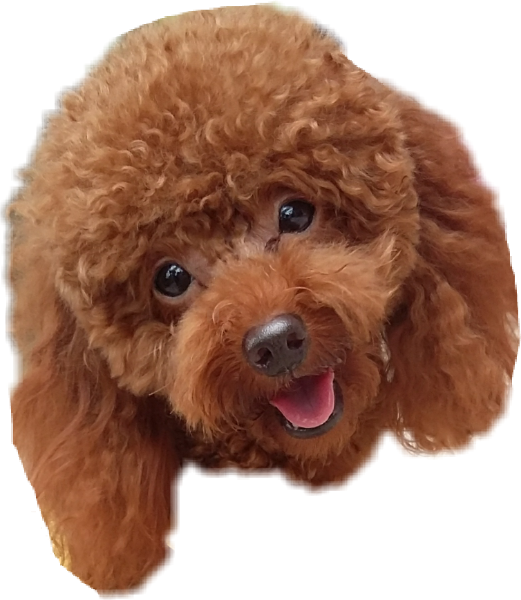Puppy Dog 桌布 壁紙 — 一隻毛茸茸的紅棕色貴賓犬幼犬特寫，深色眼睛，張開嘴巴，開心地向上看。