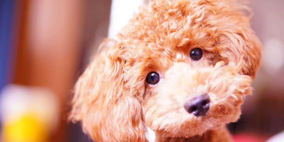 Dogs 桌布 壁紙 — 一隻毛茸茸的紅棕色貴賓犬幼犬的特寫，有大黑眼直視鏡頭。