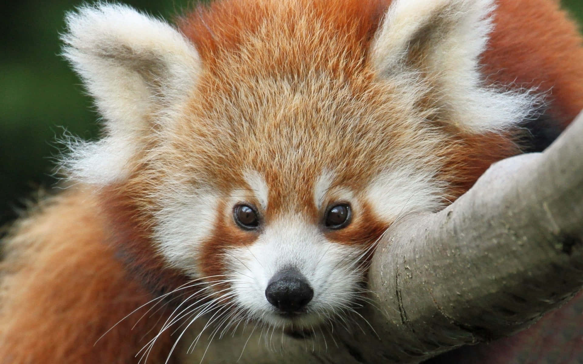 Really Cute Animal 桌布 壁紙 — 一隻毛茸茸的紅熊貓，眼睛明亮，將頭擱在樹枝上的特寫。