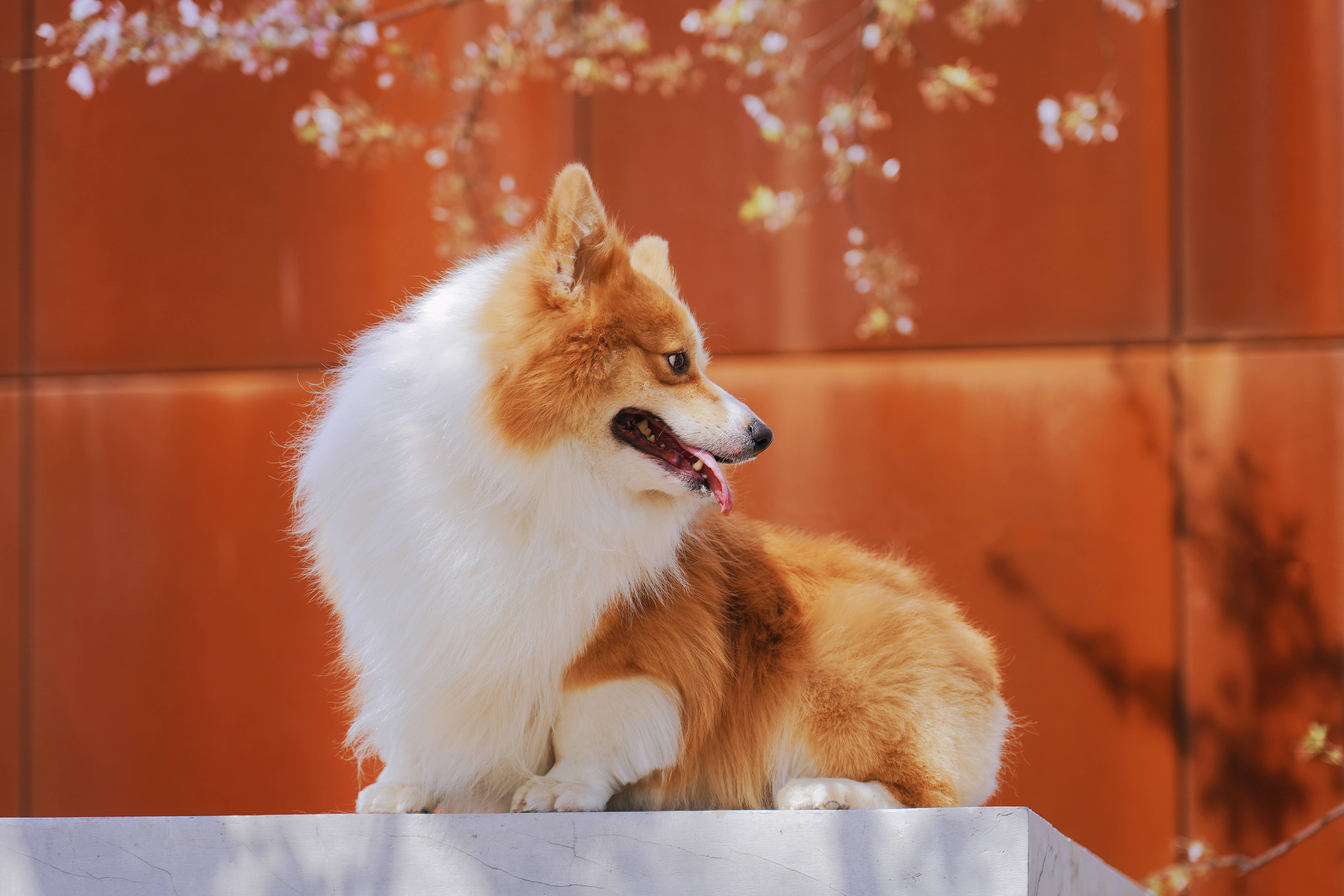 柯基 桌布 壁紙 — 一隻毛茸茸的紅白柯基犬平靜地坐在壁架上，下方是盛開的櫻花，背景是溫暖的鏽色牆壁。