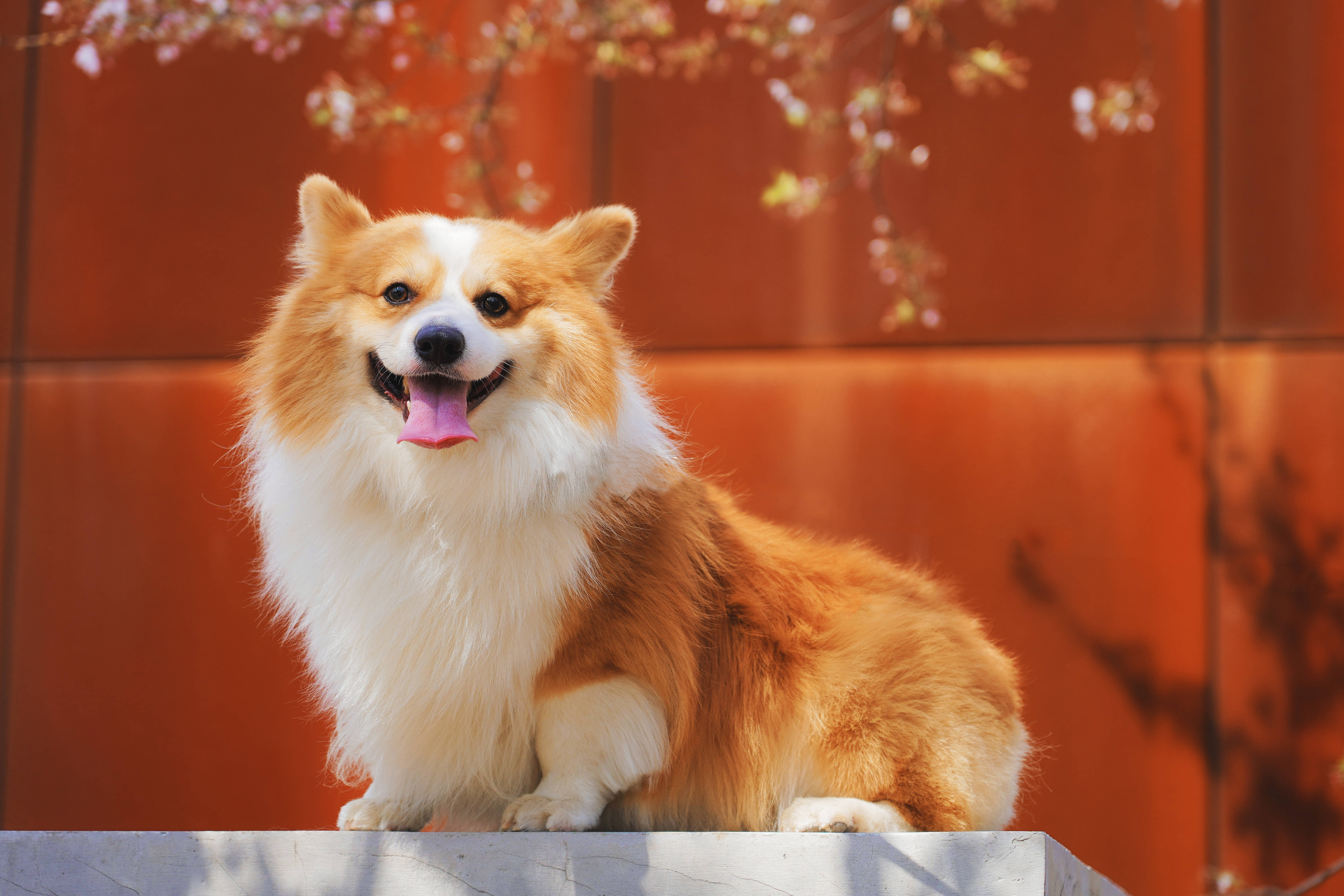 Corgi 桌布 壁紙 — 一隻毛茸茸的紅白柯基犬快樂地坐在壁架上，上方有櫻花，背後是溫暖的橙色牆壁。