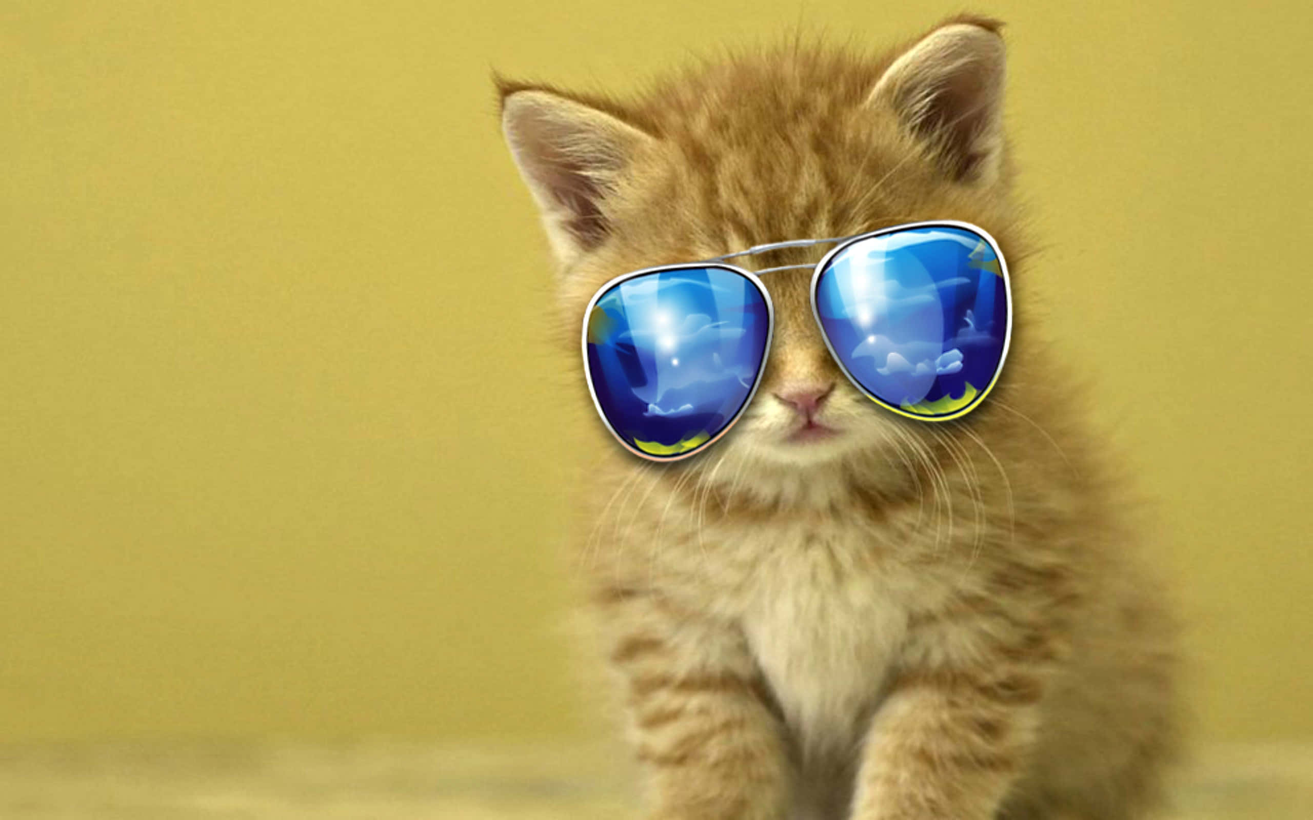 Cute Cat 桌布 壁紙 — 一隻毛茸茸的紅色小貓，戴著酷炫的藍色飛行員太陽眼鏡，背景是柔和的黃色。