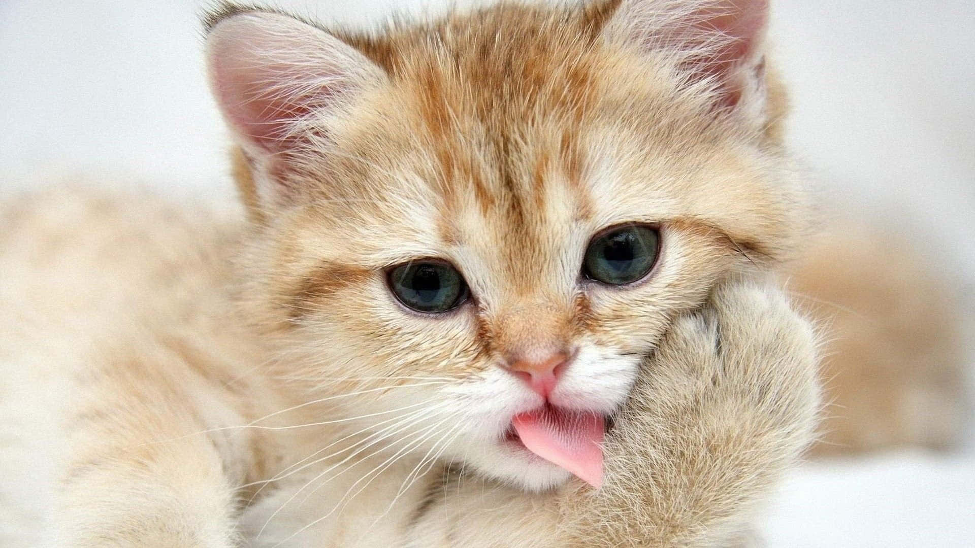 Sad Cat 桌布 壁紙 — 一隻毛茸茸的紅色小貓，有著明亮的藍色眼睛，在柔軟的白色背景上舔爪子。