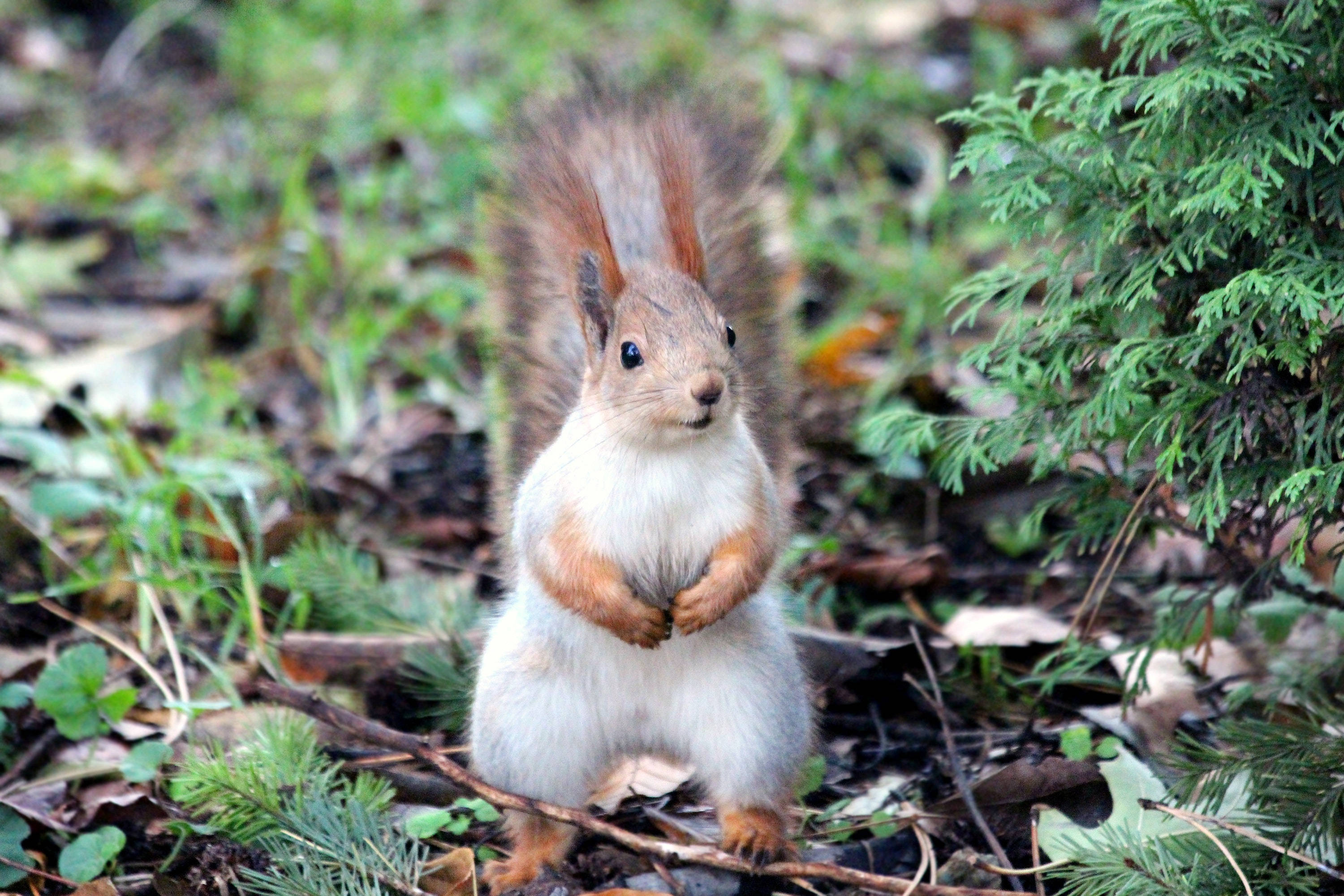 Squirrel 桌布 壁紙 — 一隻毛茸茸的紅色松鼠在森林地面上直立，周圍環繞著綠色蕨類植物和落葉。