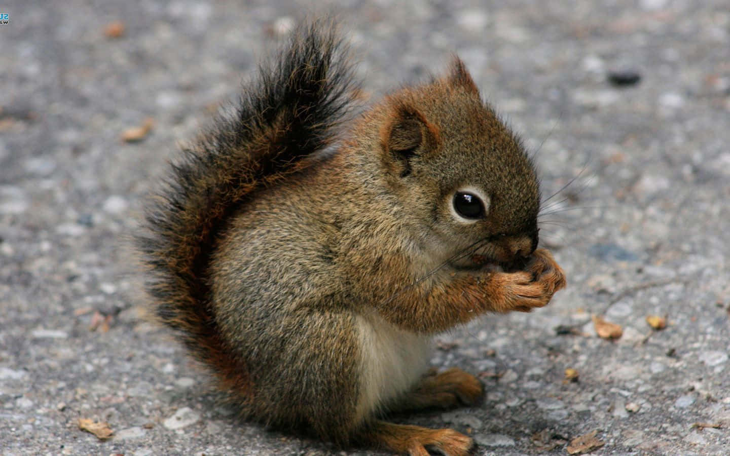 Cute Baby Animals 桌布 壁紙 — 一隻毛茸茸的紅色松鼠坐在灰色路面上，專注地啃咬堅果。