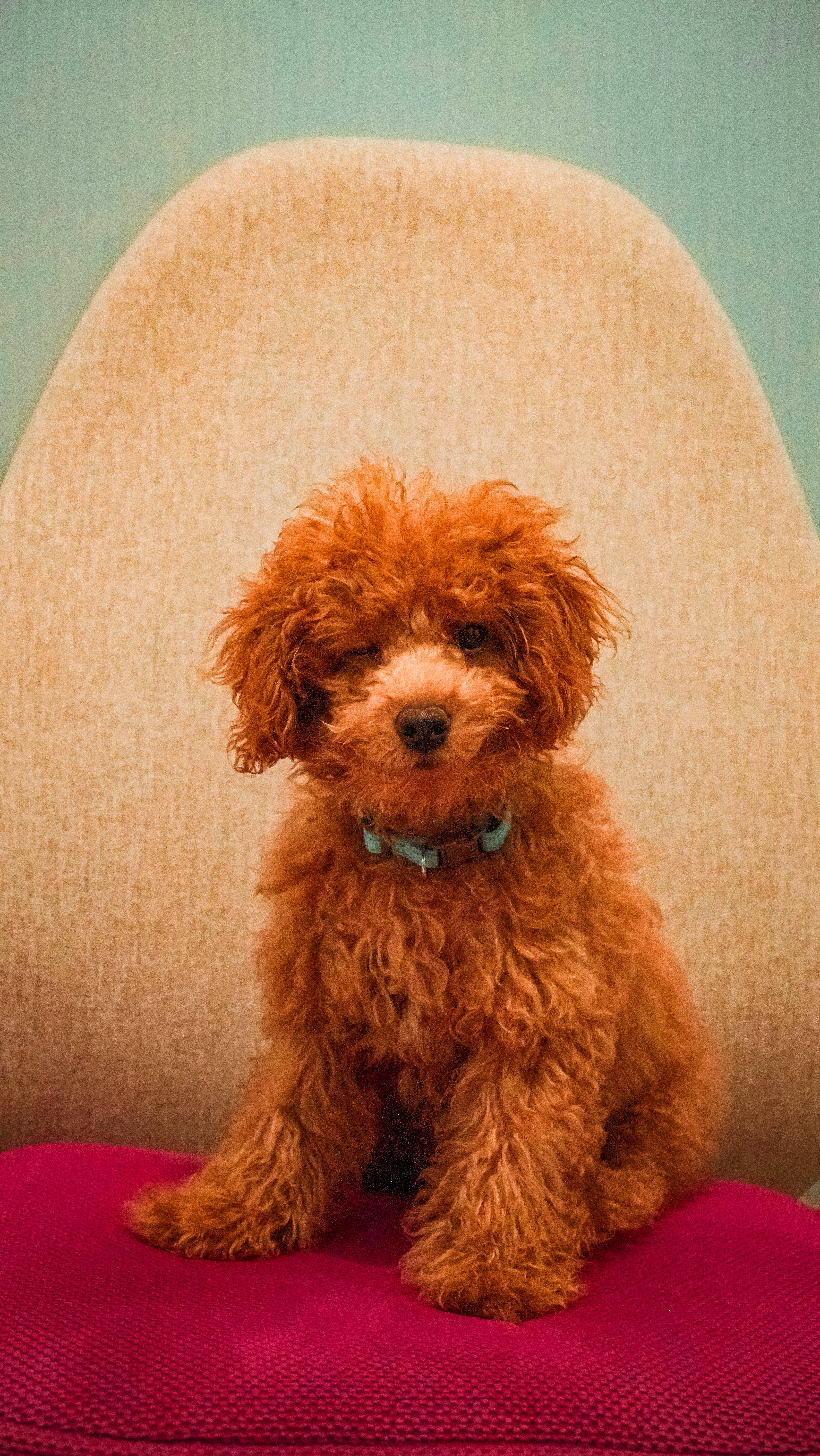 Poodle 桌布 壁紙 — 一隻毛茸茸的紅色貴賓犬幼犬專注地坐在一張鮮豔的洋紅色椅子上，背景是柔和的青綠色牆壁。
