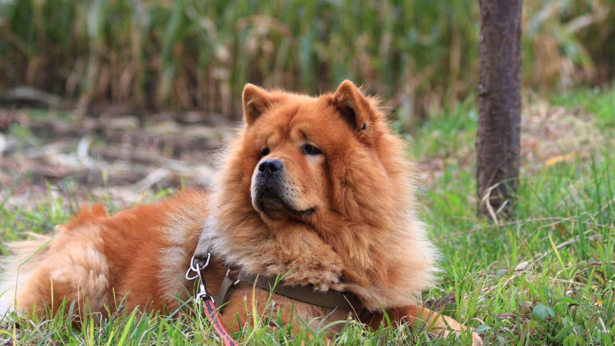 Chow Chow 桌布 壁紙 — 一隻毛茸茸的紅色鬆獅犬，戴著胸背帶，在樹幹附近的綠色草地上安靜地休息。