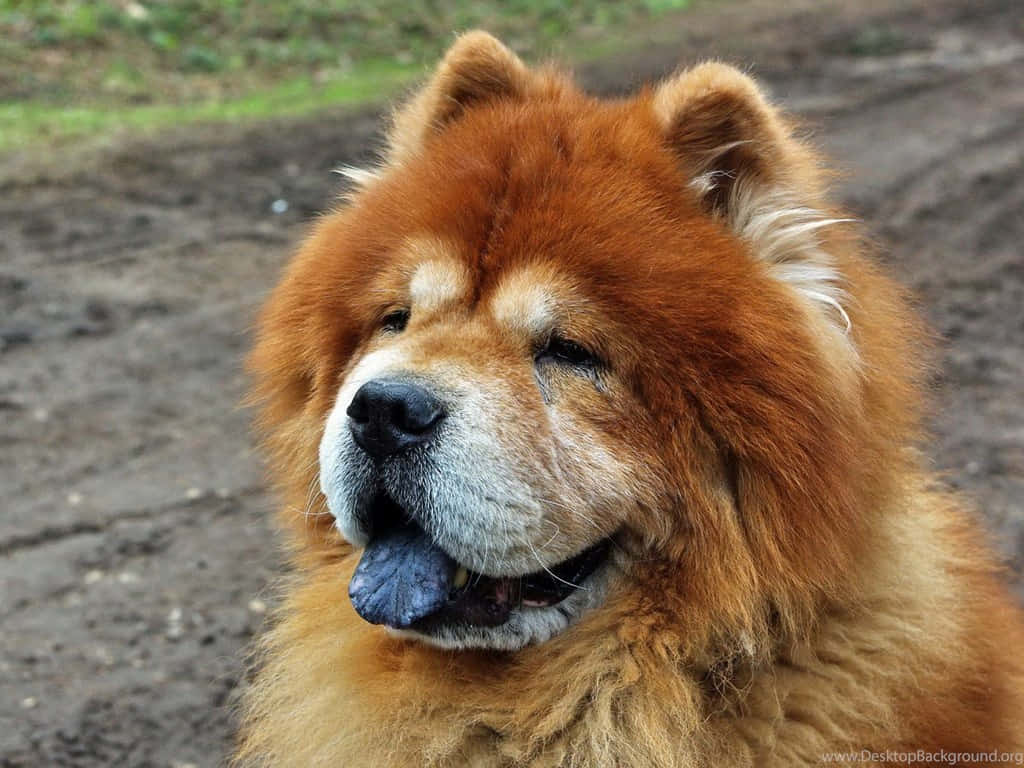 Chow Chow 桌布 壁紙 — 一隻毛茸茸的紅色鬆獅犬特寫，表情平靜，舌頭微微伸出，背景是模糊的大地色。