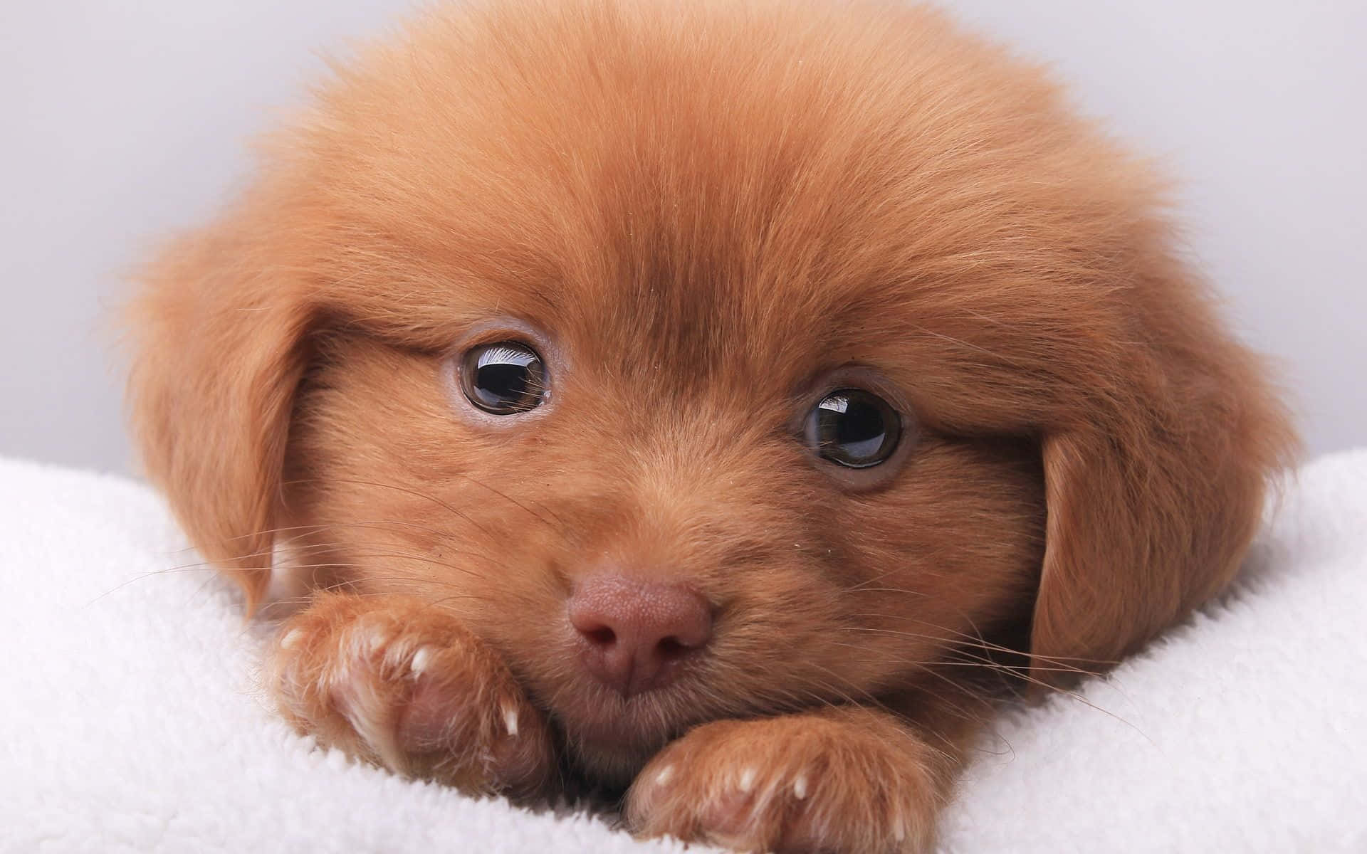 Cute Little Puppies 桌布 壁紙 — 一隻毛茸茸的紅褐色小狗，有著大大的黑色眼睛，將爪子放在柔軟的白色毯子上。