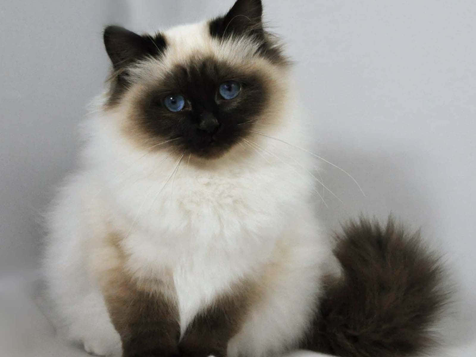 Birman 桌布 壁紙 — 一隻毛茸茸的緬因貓，擁有引人注目的藍色眼睛和深色斑點，平靜地坐在簡單的淺灰色背景前。