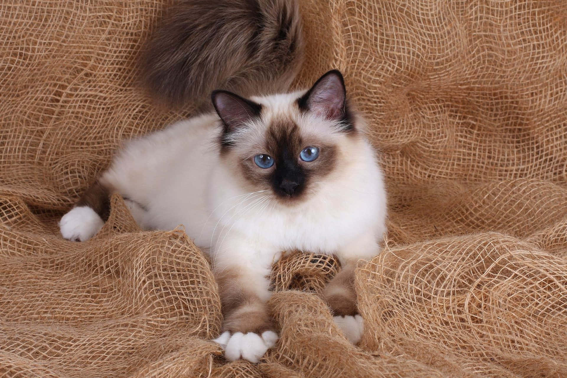 Birman 桌布 壁紙 — 一隻毛茸茸的緬甸貓，擁有引人注目的藍色眼睛，躺在有紋理的黃麻布上，直視鏡頭。