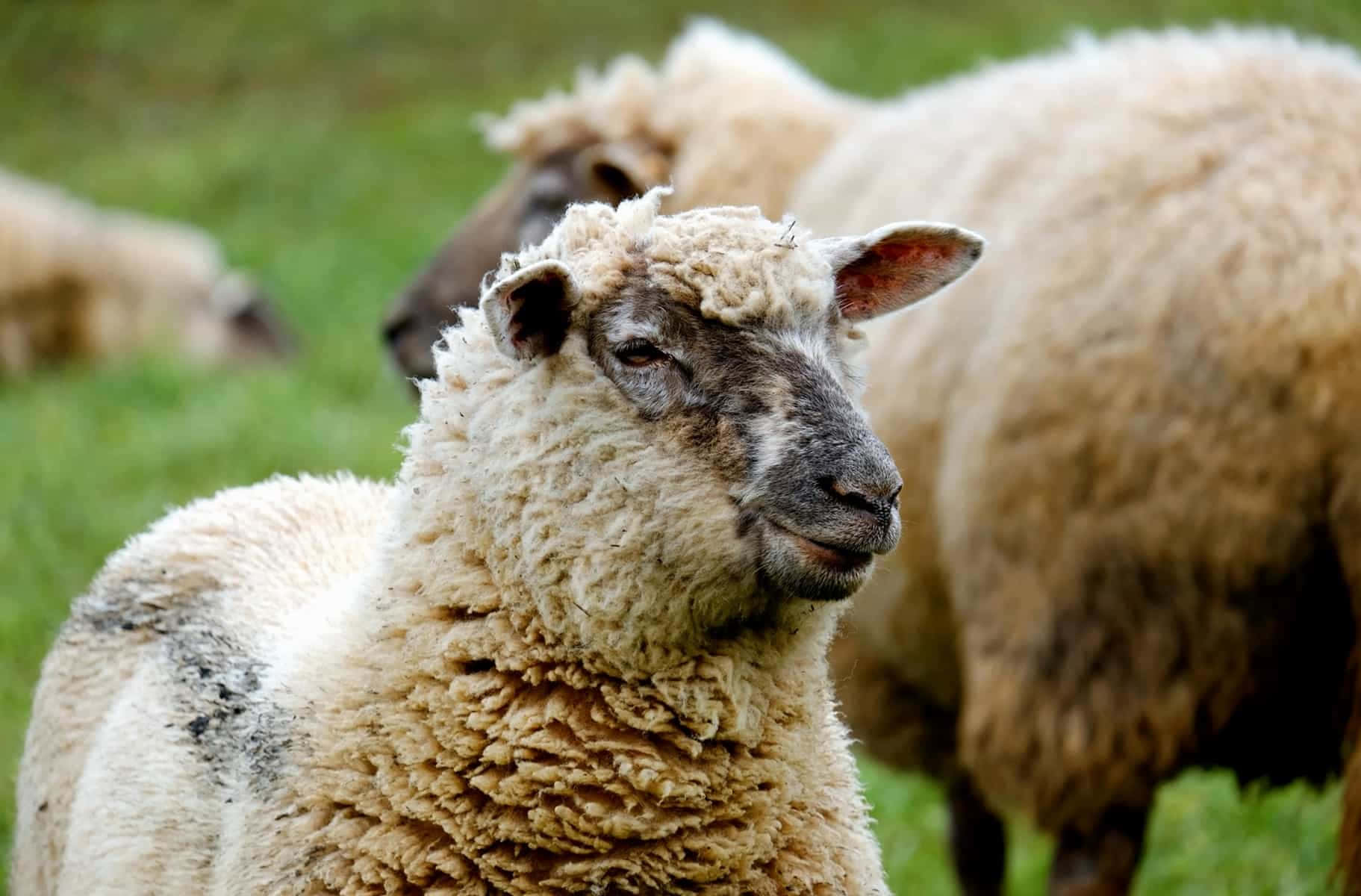 farm animals 桌布 壁紙 — 一隻毛茸茸的羊，臉部飽經風霜，在茂盛的綠色牧場上，羊群中平靜地凝視著。