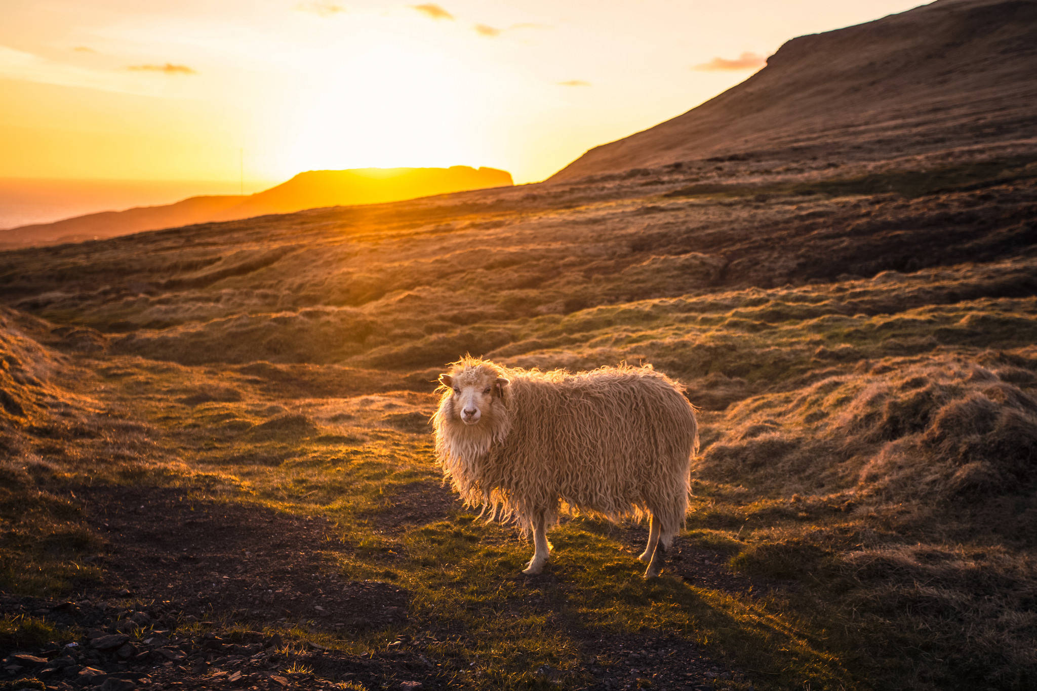 Sheep 桌布 壁紙 — 一隻毛茸茸的羊站在金色日落光芒中的草地上，背景是連綿起伏的山丘。