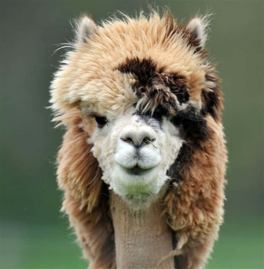 Alpaca 桌布 壁紙 — 一隻毛茸茸的羊駝，有亂糟糟的棕白色毛髮，近距離直視鏡頭。