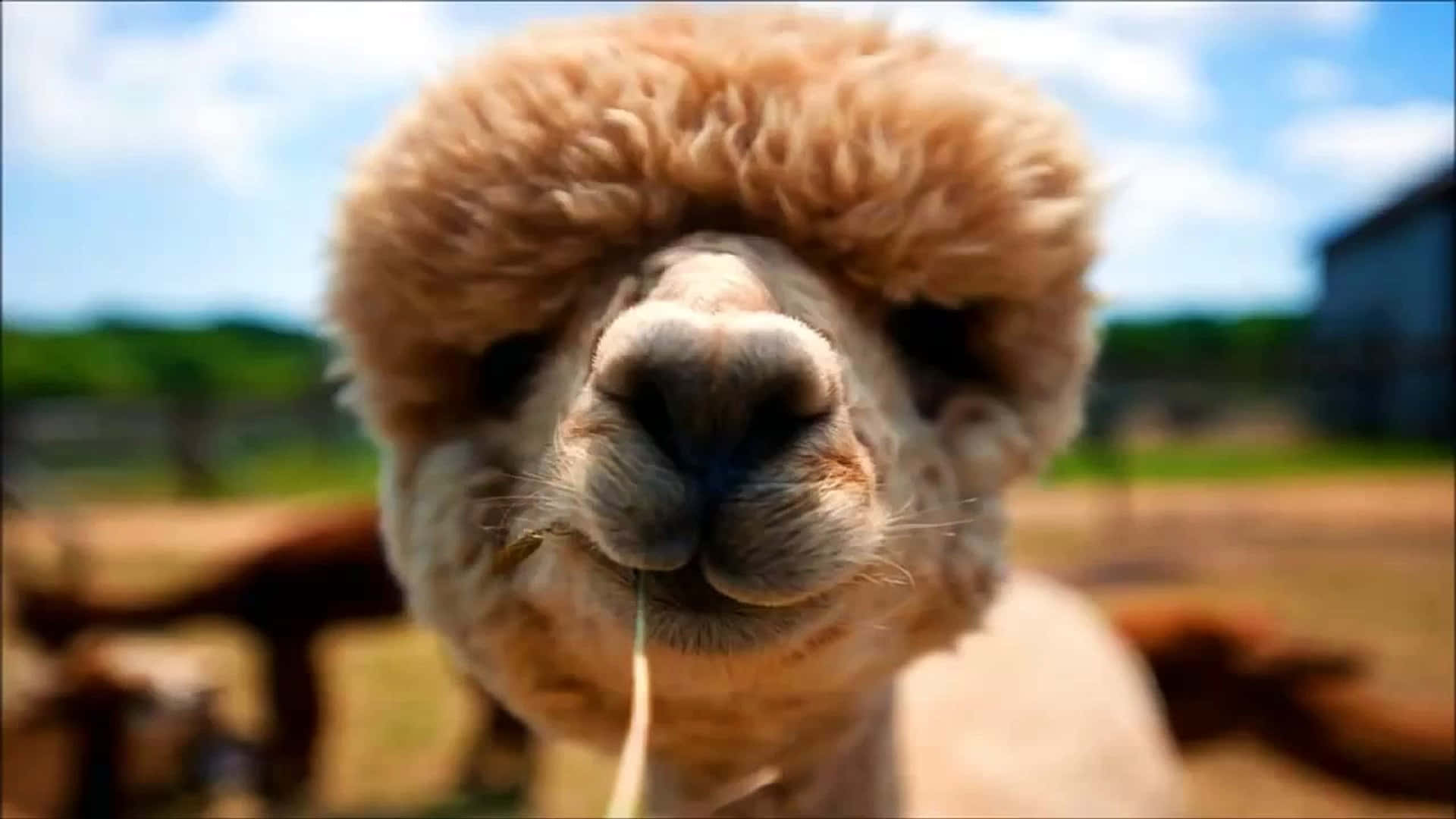 動物 桌布 壁紙 — 一隻毛茸茸的羊駝在吃草的特寫，背景是明亮的藍天和綠色山丘。