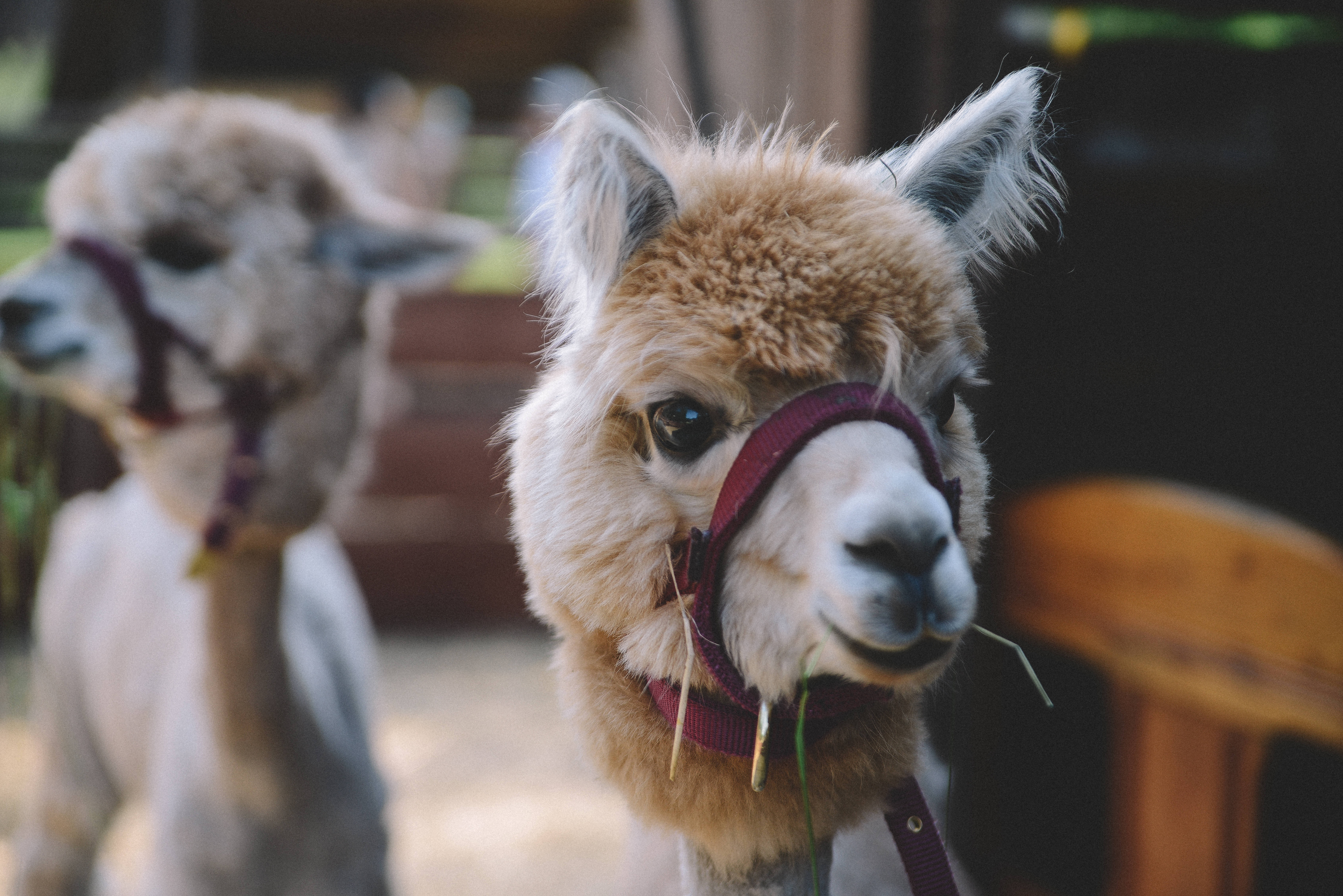 Alpaca 桌布 壁紙 — 一隻毛茸茸的羊駝戴著栗色頭套正在嚼乾草的特寫，背景有另一隻羊駝模糊地站著。