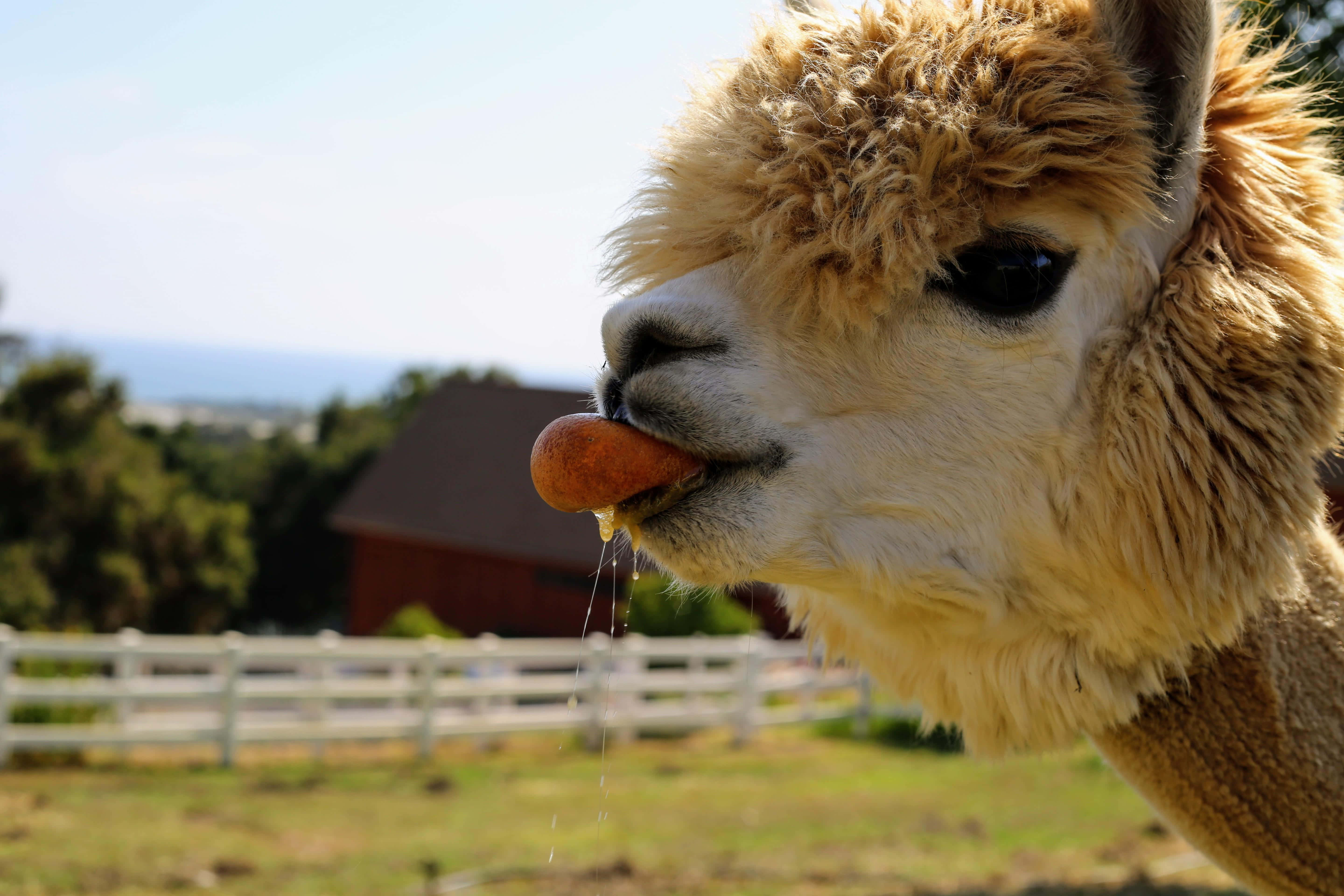 Alpaca 桌布 壁紙 — 一隻毛茸茸的羊駝正在咀嚼胡蘿蔔，汁液滴落，背景是陽光明媚的田園風光，有白色籬笆和遠處的紅色穀倉。