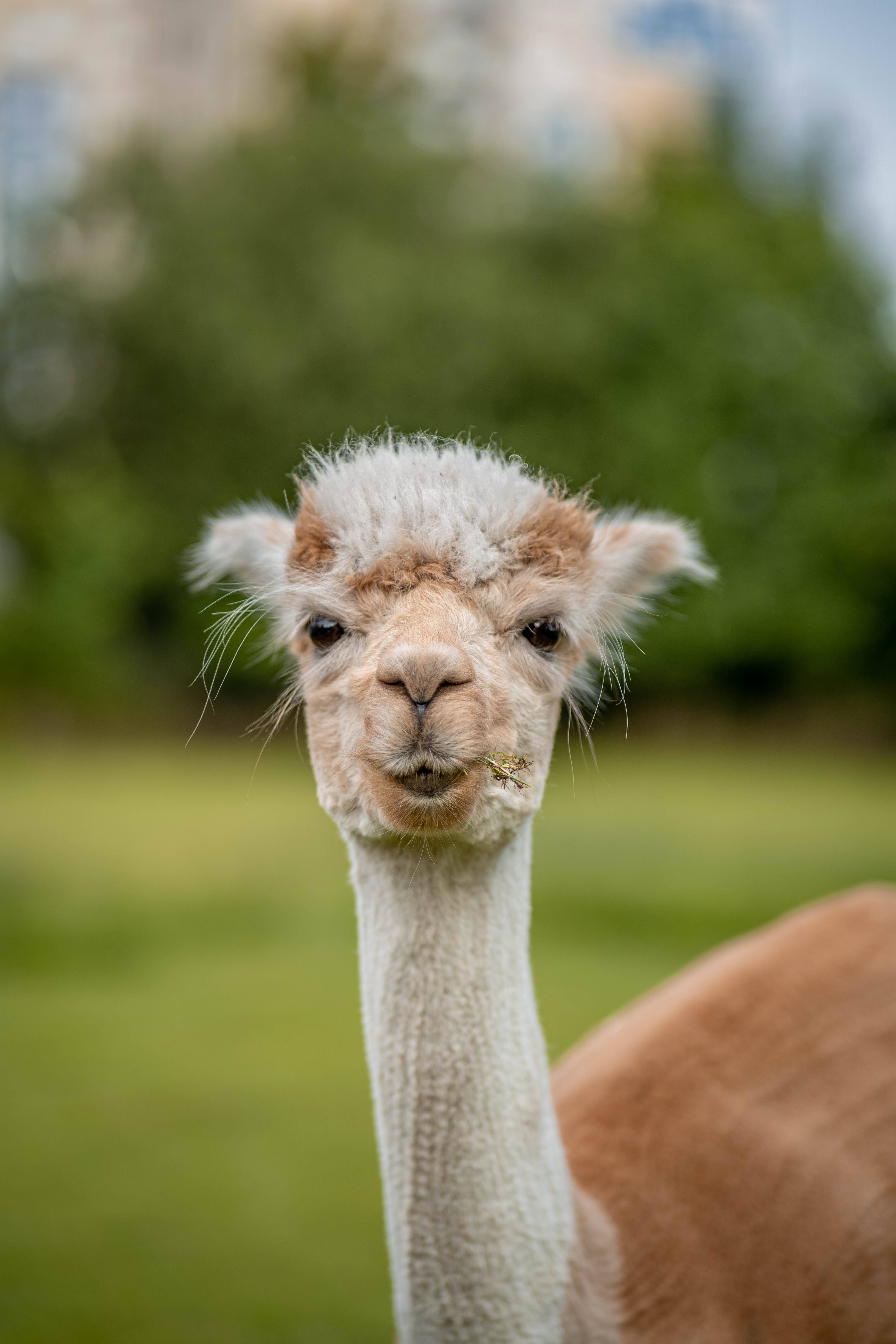 Alpaca 桌布 壁紙 — 一隻毛茸茸的羊駝特寫，帶著好奇的表情在柔軟的綠色模糊背景前咀嚼草。
