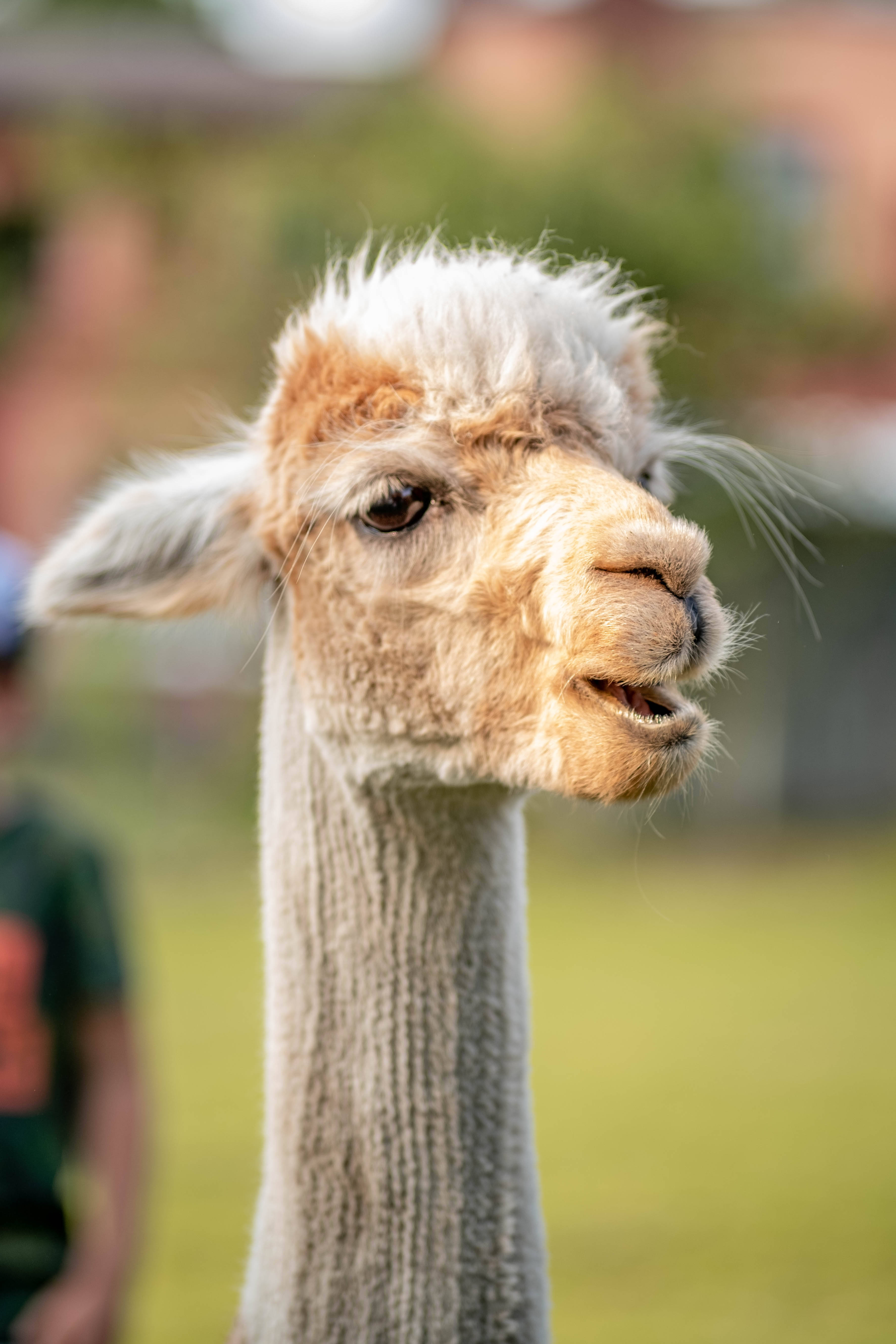 Alpaca 桌布 壁紙 — 一隻毛茸茸的羊駝站在草地上，表情好奇的特寫。